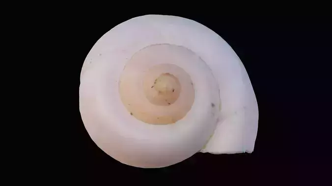 Ivory Snail Shell Low-poly 3D model