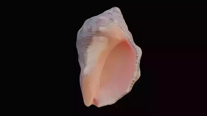 Red Mouthed Rock Shell