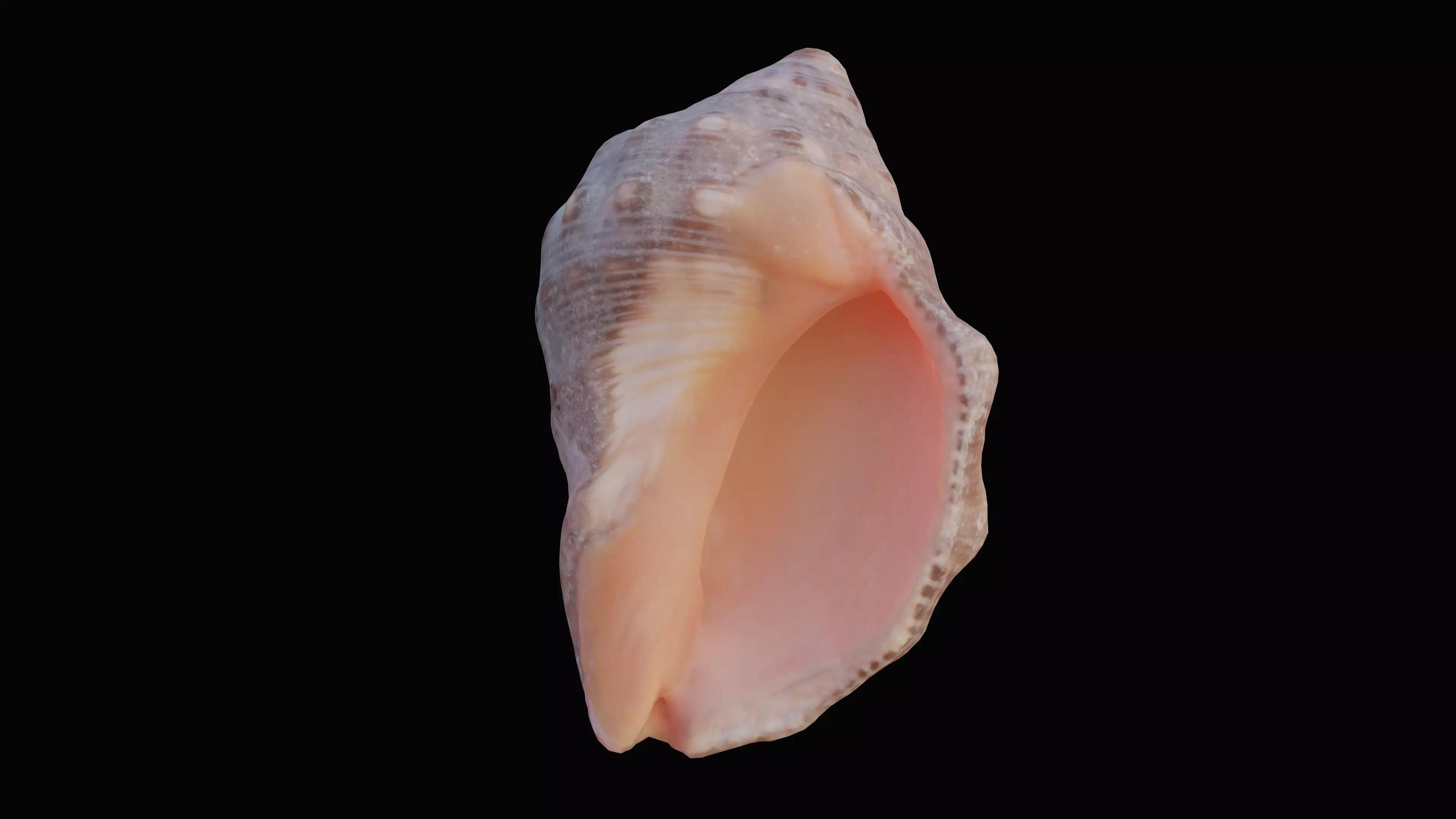 Red Mouthed Rock Shell Low-poly 3D model