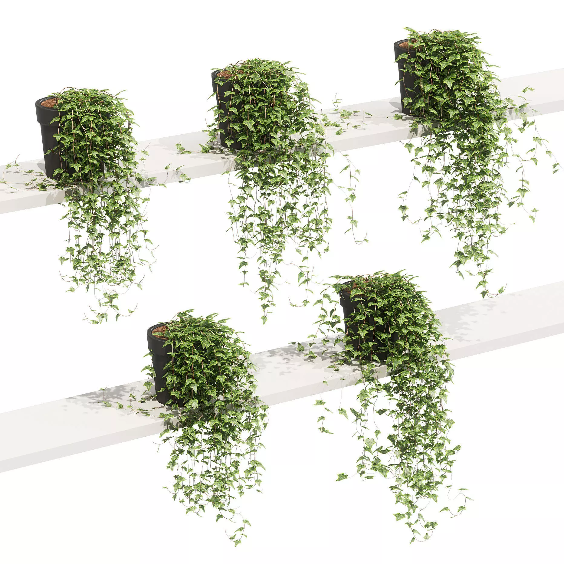 Ivy in pots on the shelves - 5 models 3D model_0