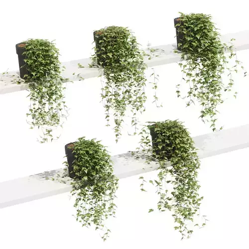 Ivy in pots on the shelves - 5 models