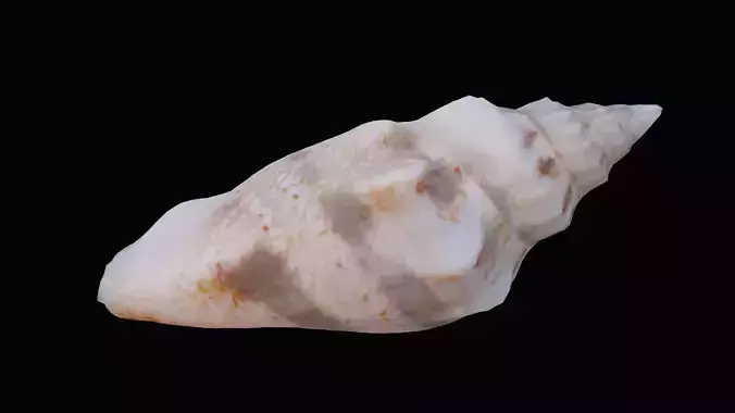 Juvenile Conch Sea Shell Low-poly 3D model