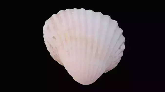 Cockie Sea Shell Low-poly 3D model