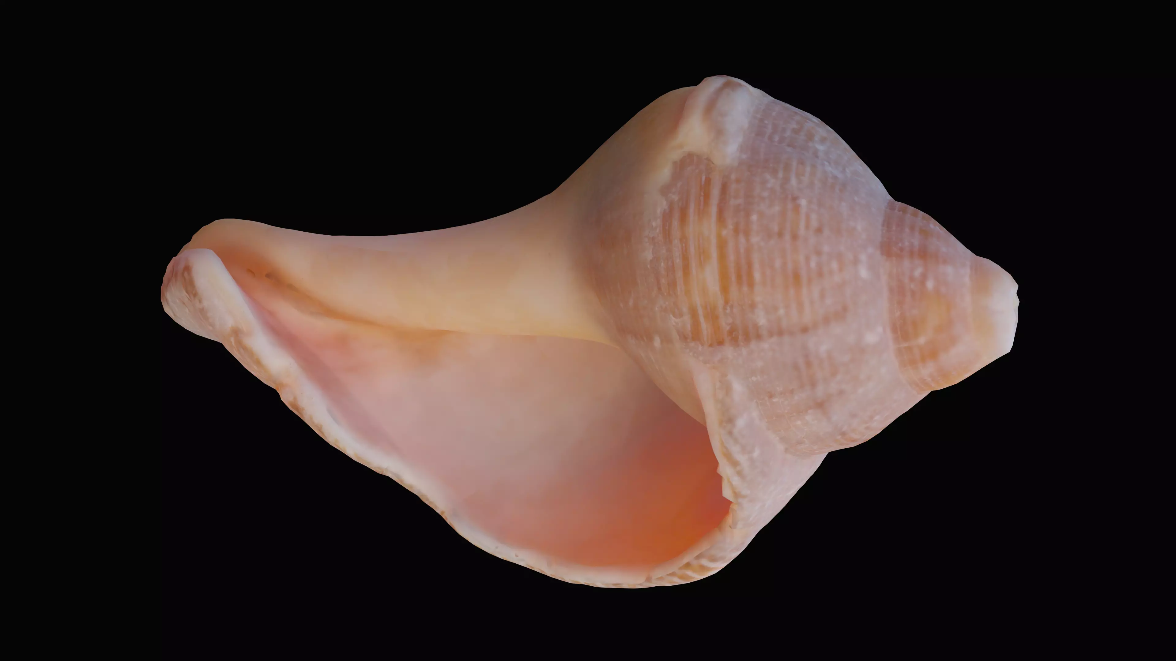 Broken Tulip Sea Shell Low-poly 3D model