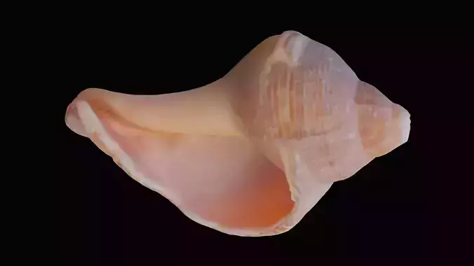Broken Tulip Sea Shell Low-poly 3D model