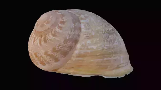 Snail Shell