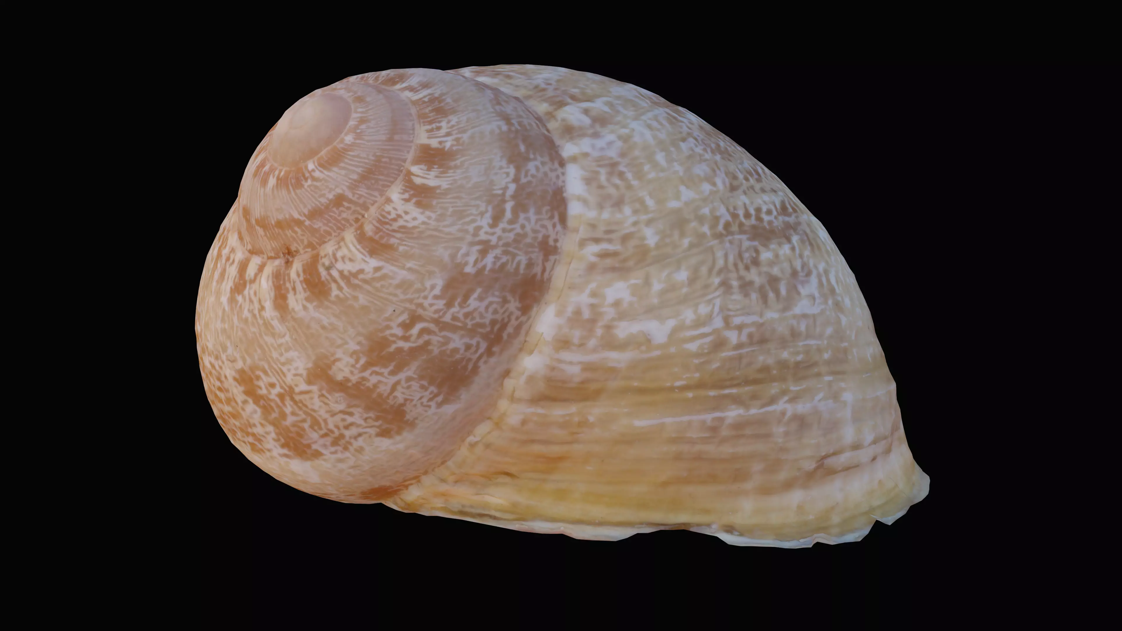 Snail Shell Low-poly 3D model