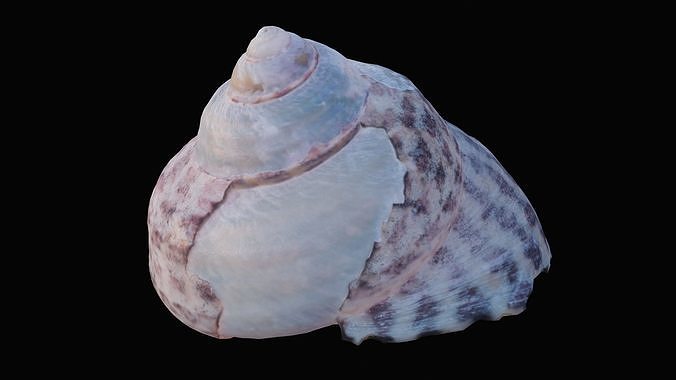 Tessellate Nerita Sea Shell Low-poly 3D model