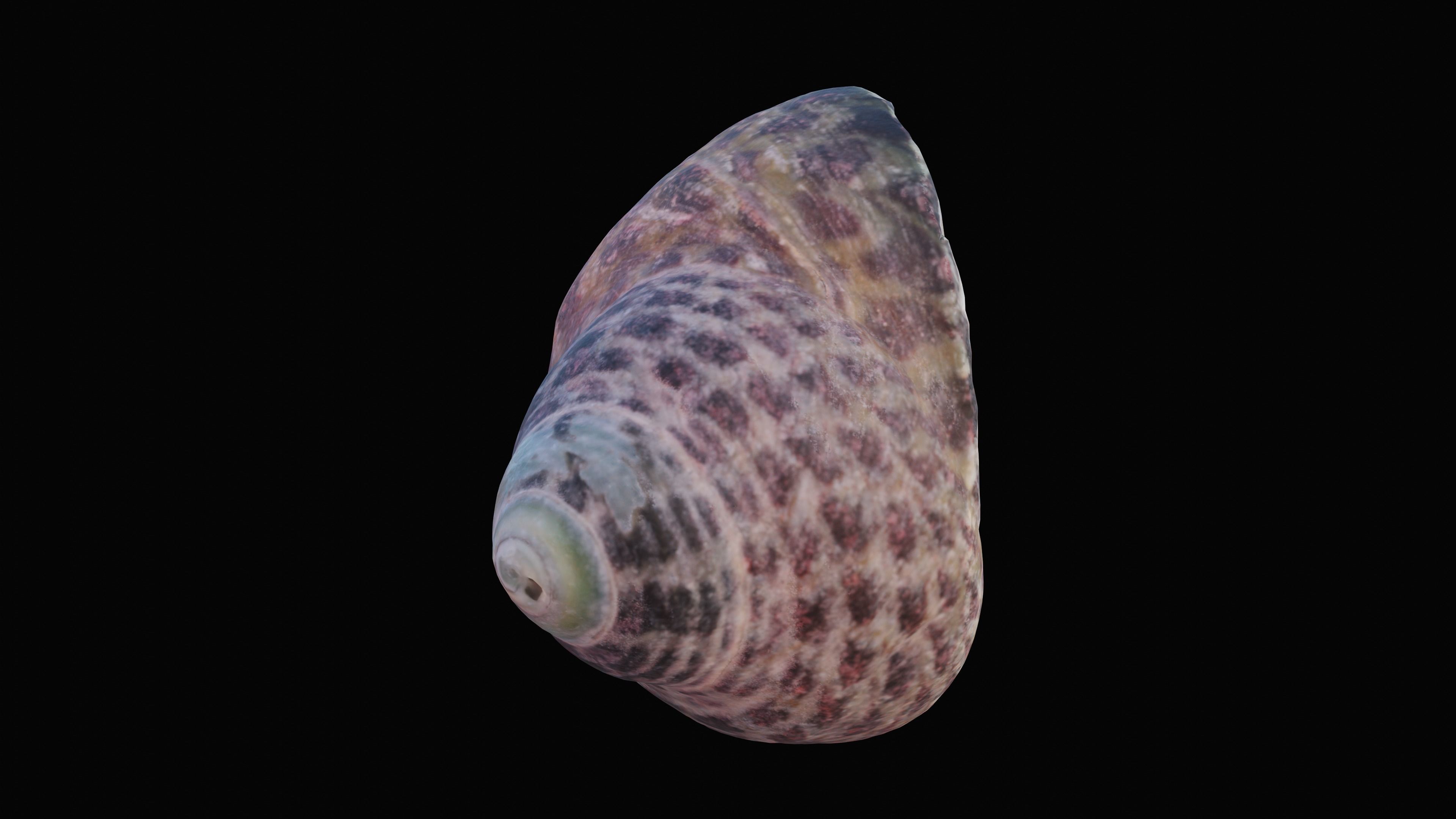 Tessellate Nerita Sea Shell Low-poly 3D model_8