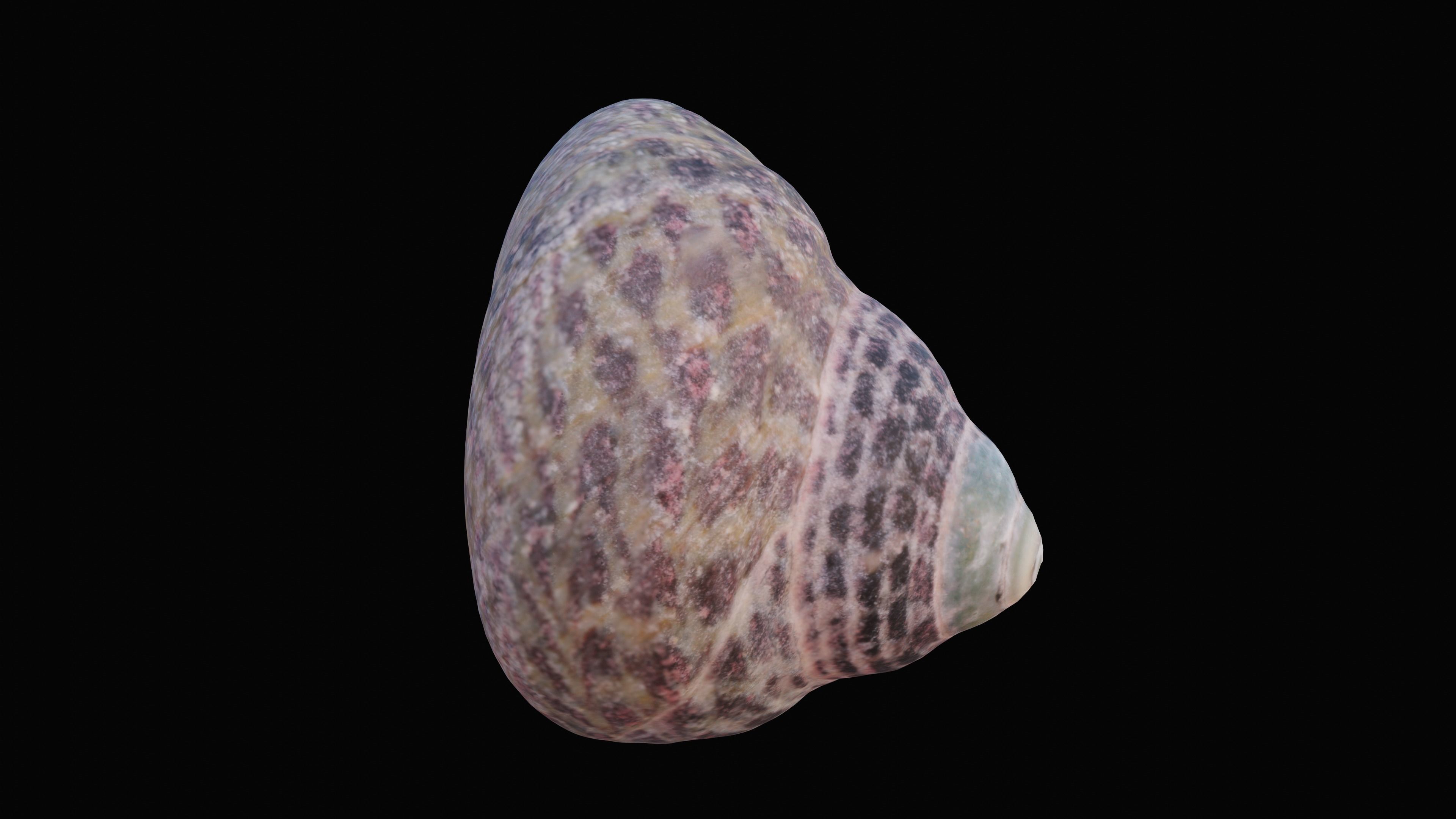 Tessellate Nerita Sea Shell Low-poly 3D model_10