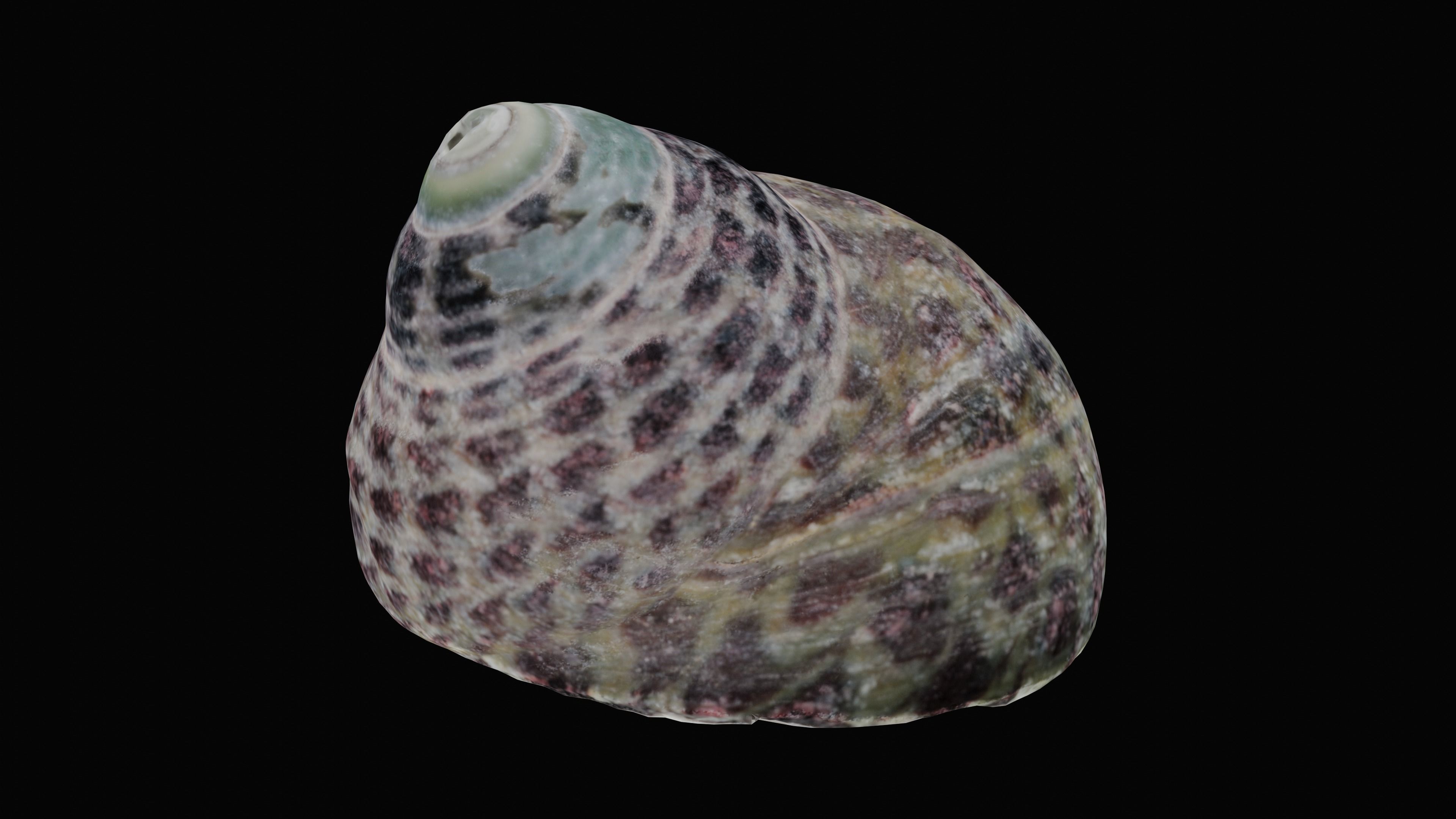 Tessellate Nerita Sea Shell Low-poly 3D model_12