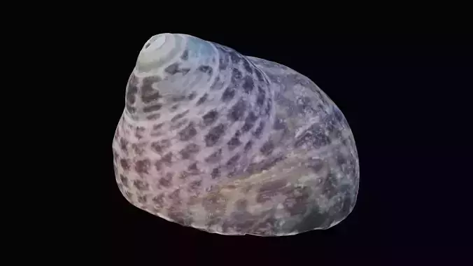 Tessellate Nerita Sea Shell