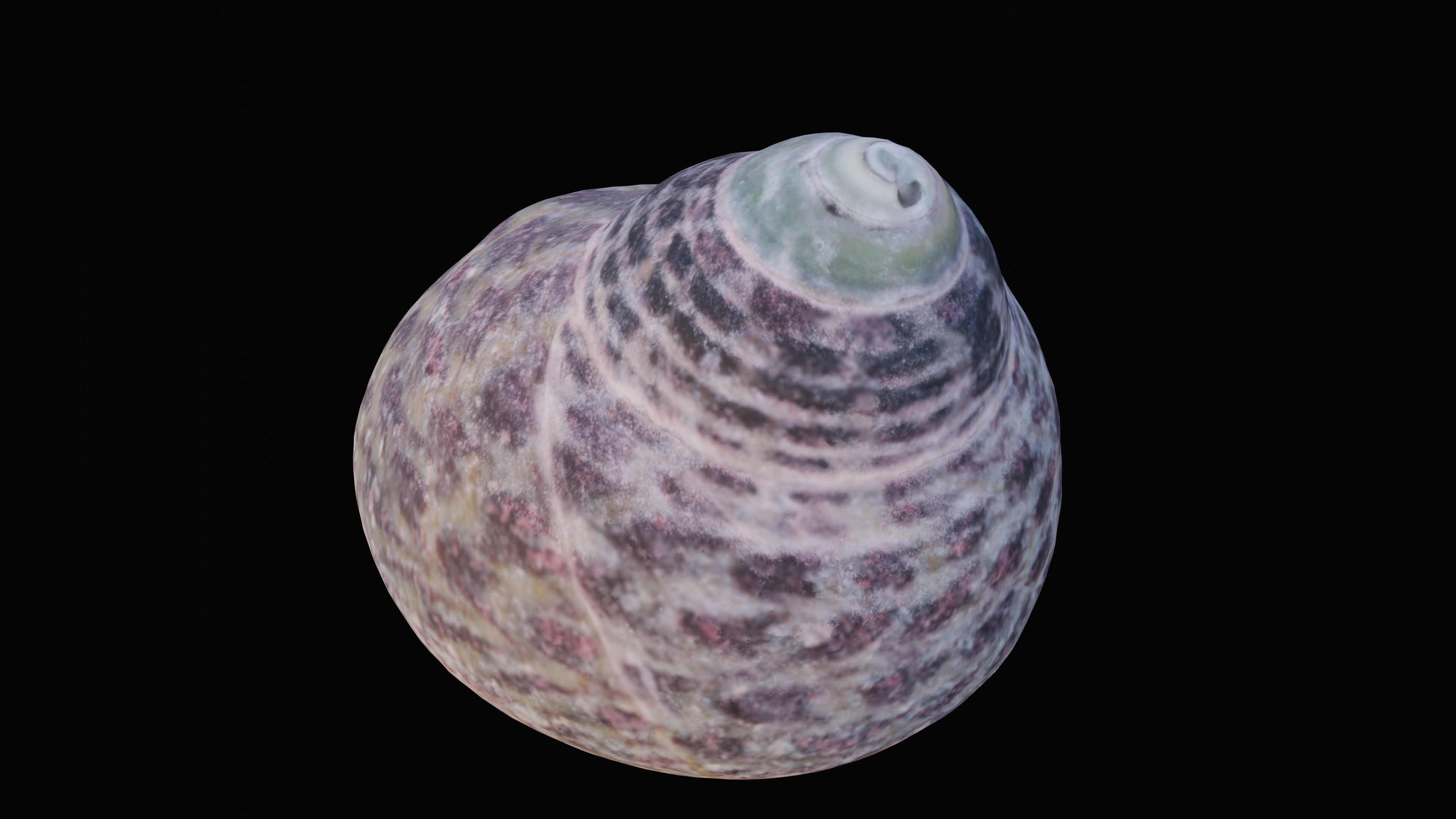 Tessellate Nerita Sea Shell Low-poly 3D model_2