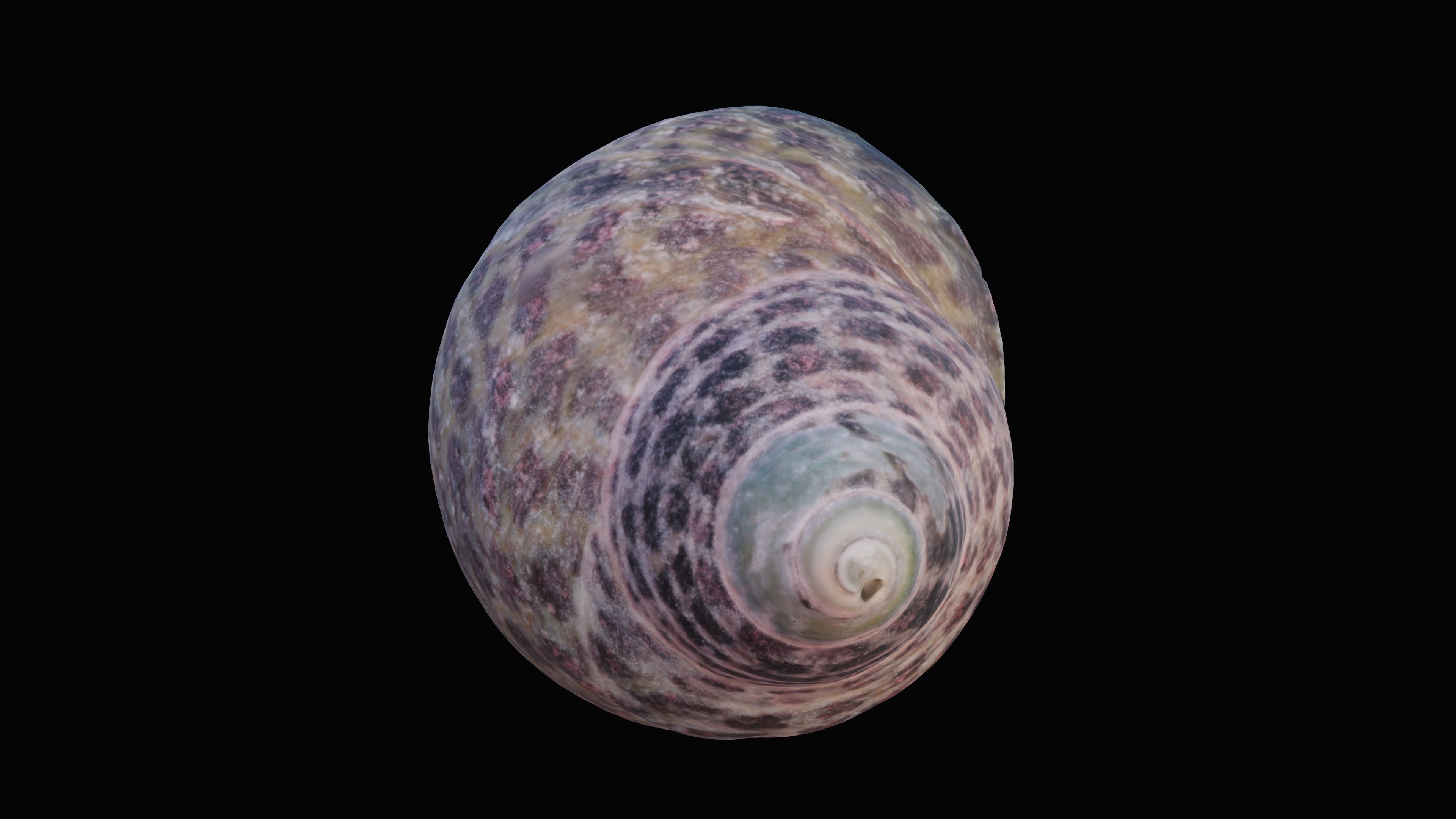 Tessellate Nerita Sea Shell Low-poly 3D model_9