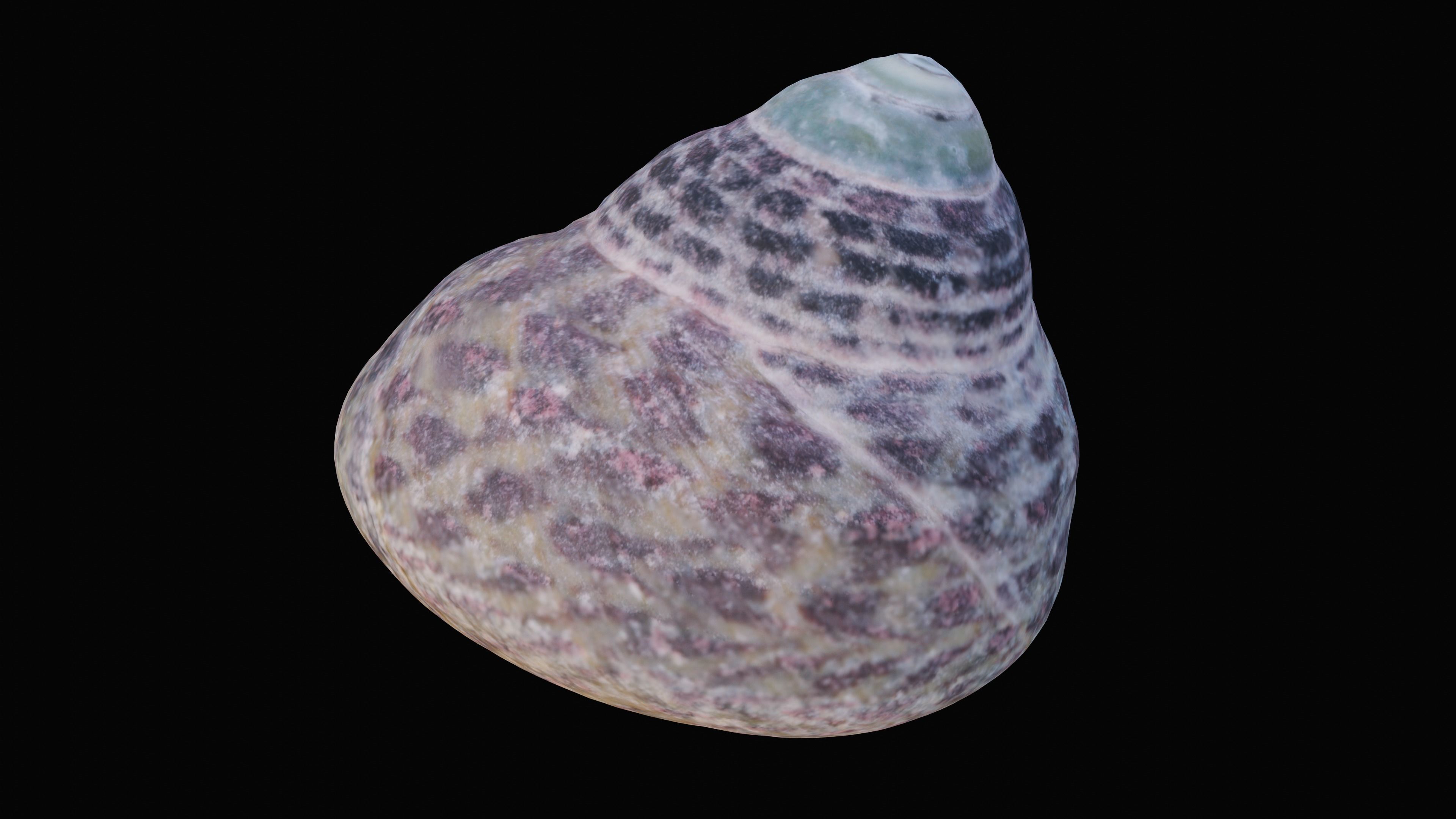 Tessellate Nerita Sea Shell Low-poly 3D model_3