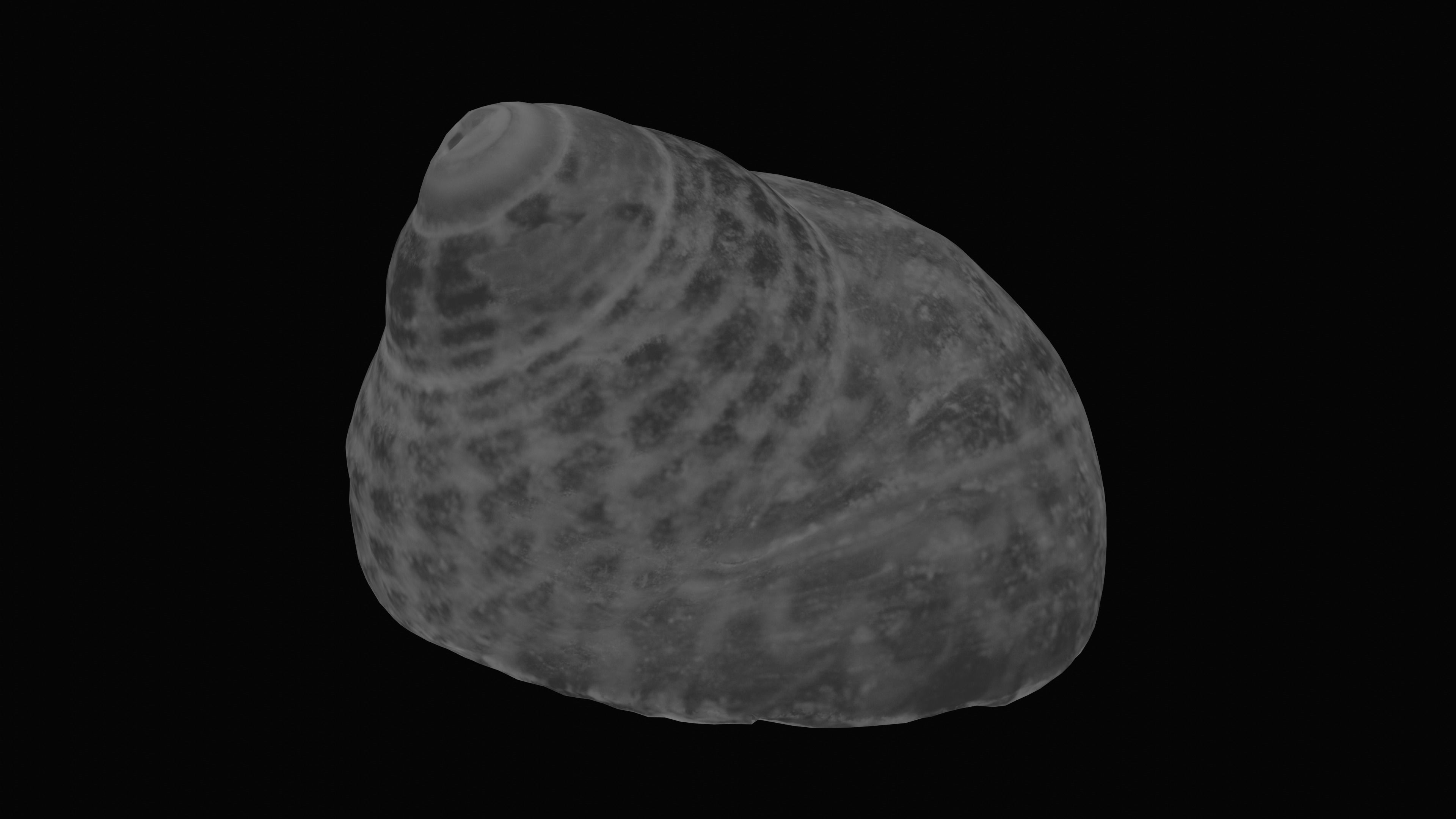 Tessellate Nerita Sea Shell Low-poly 3D model_13