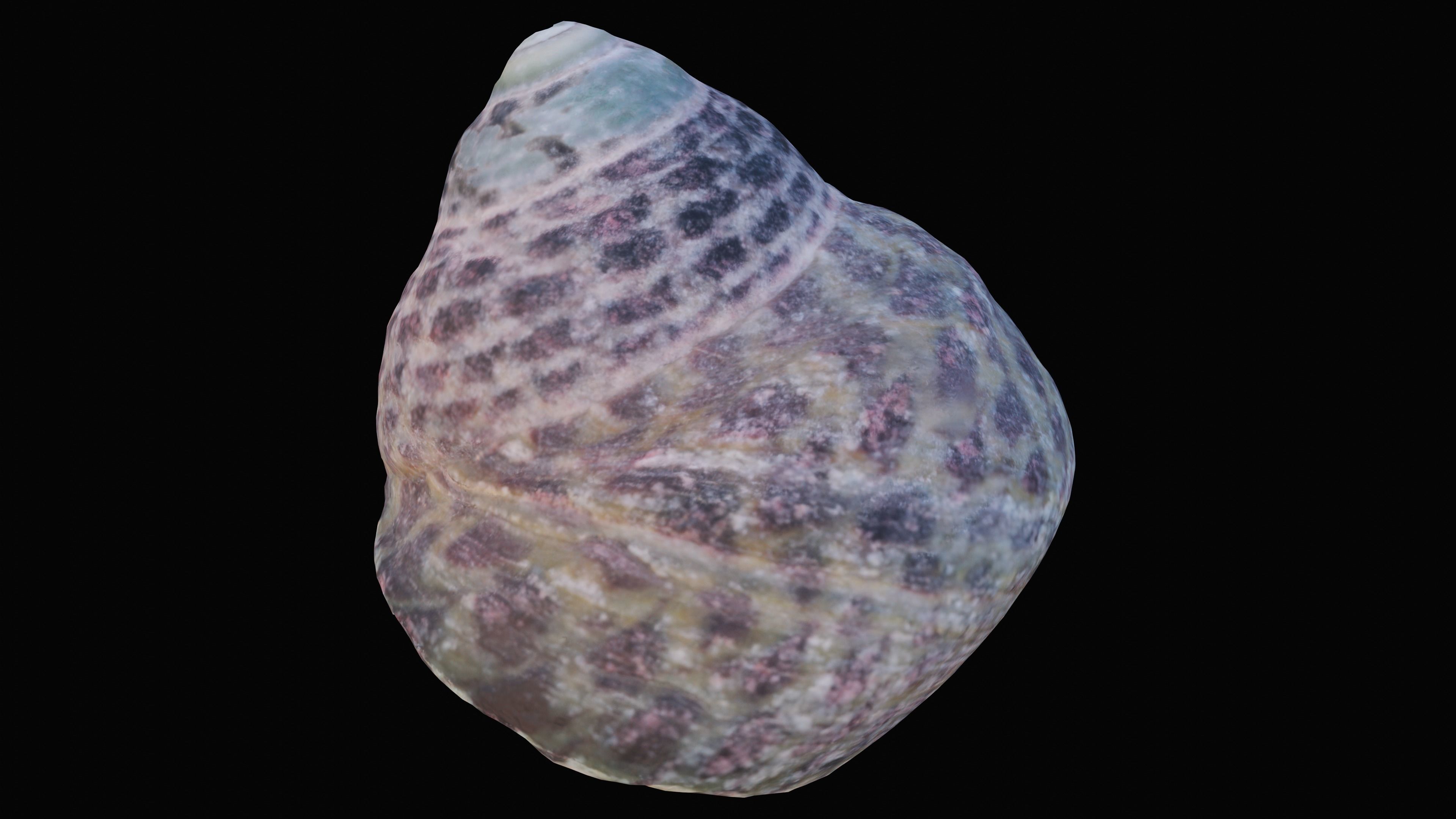 Tessellate Nerita Sea Shell Low-poly 3D model_5