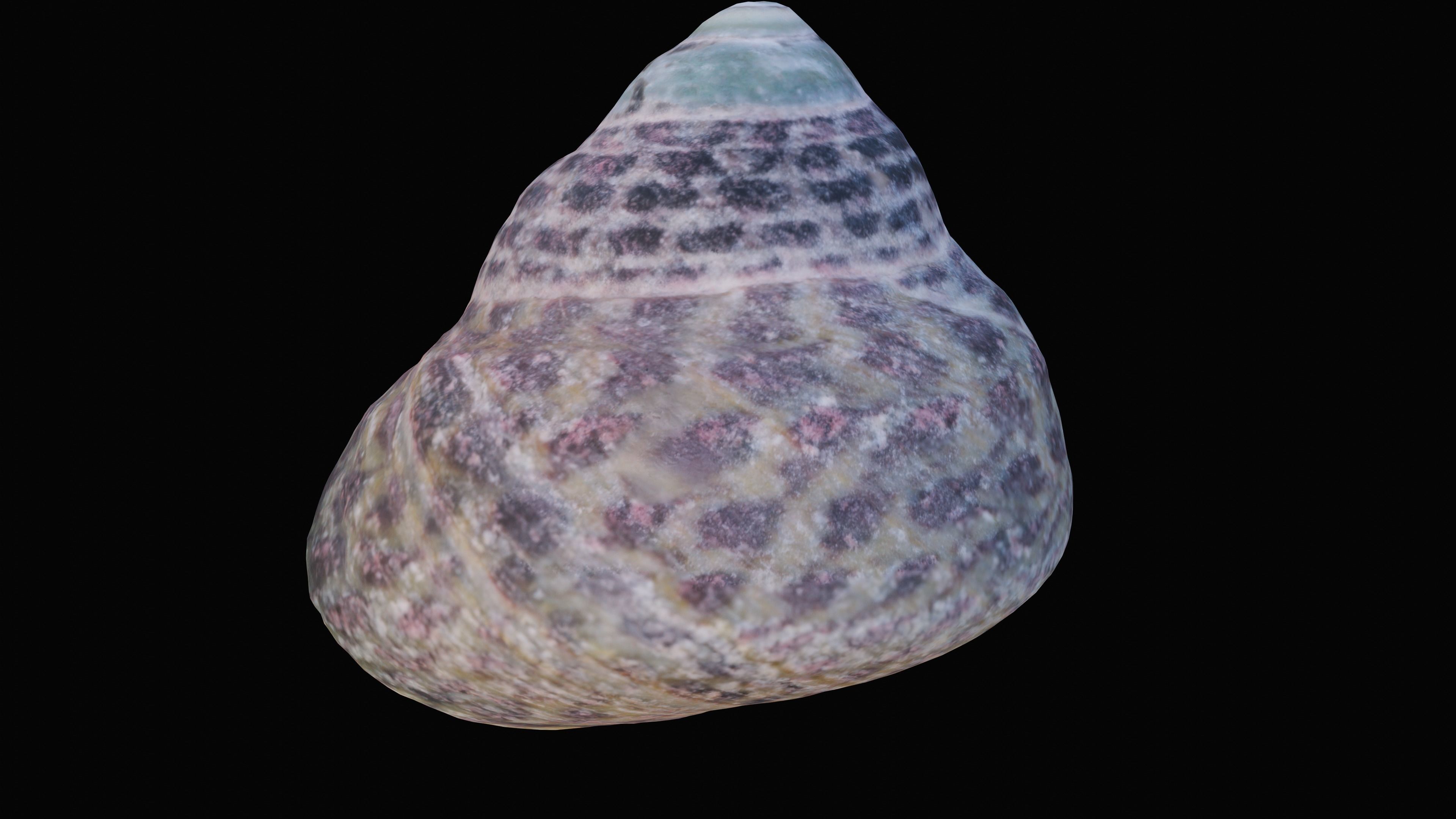 Tessellate Nerita Sea Shell Low-poly 3D model_4
