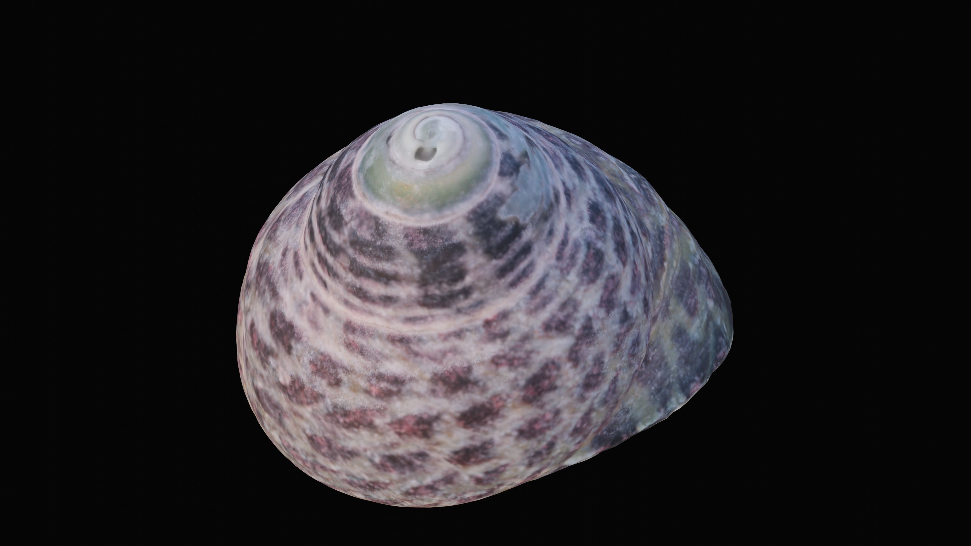 Tessellate Nerita Sea Shell Low-poly 3D model_1