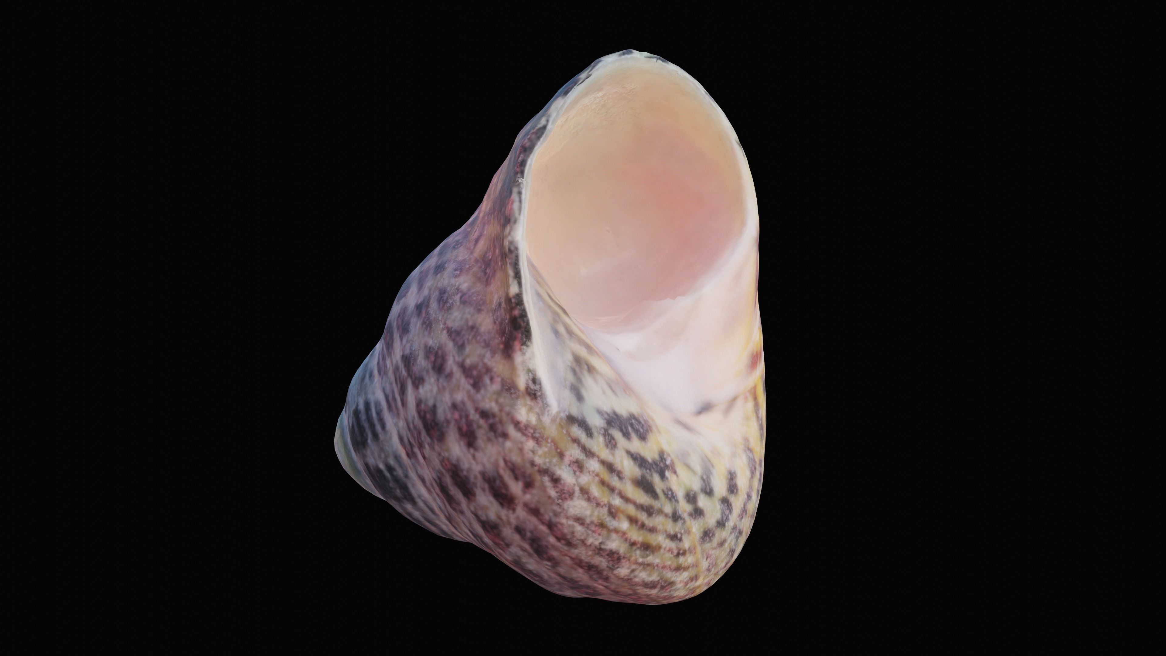 Tessellate Nerita Sea Shell Low-poly 3D model_7