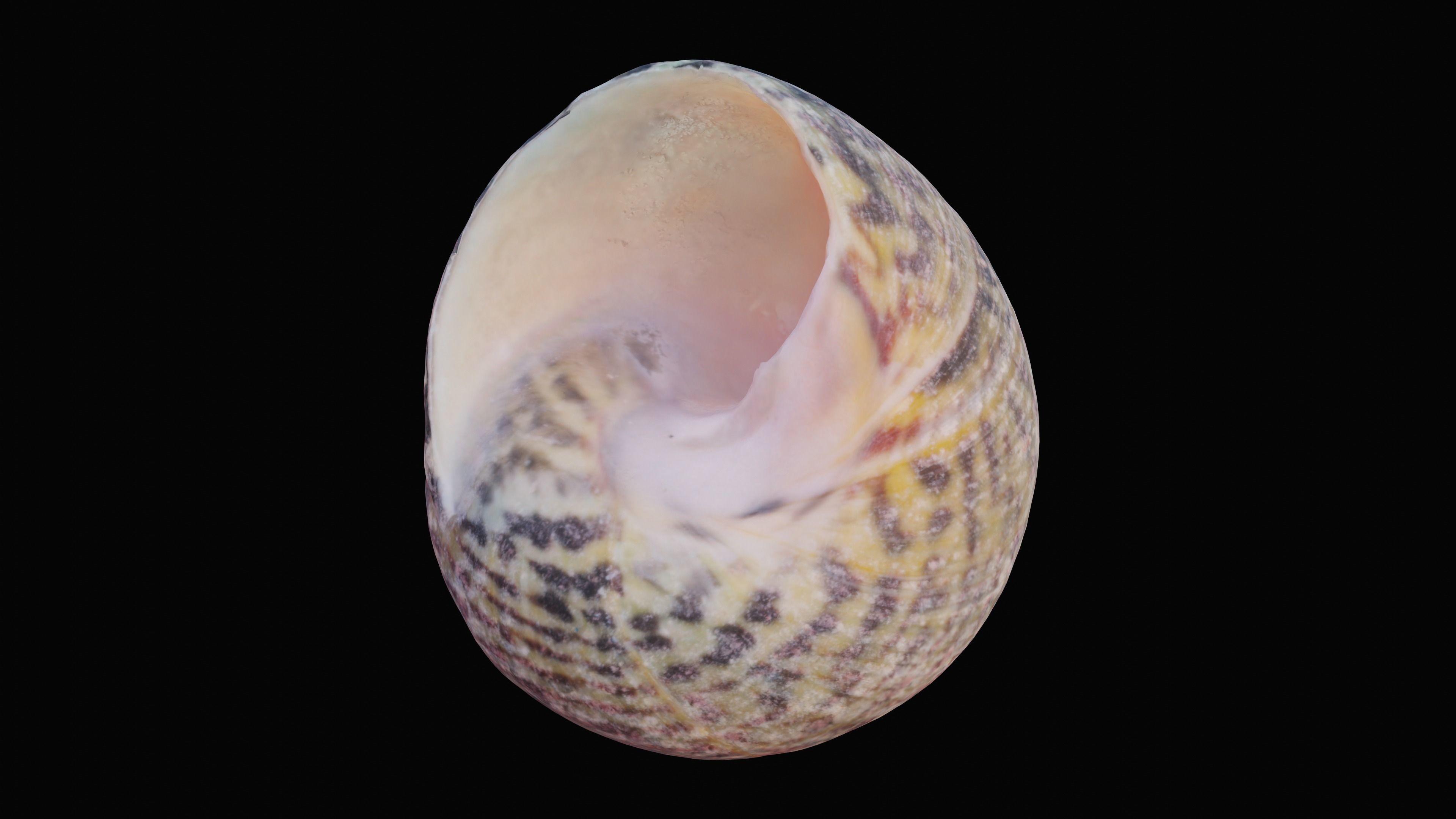 Tessellate Nerita Sea Shell Low-poly 3D model_6