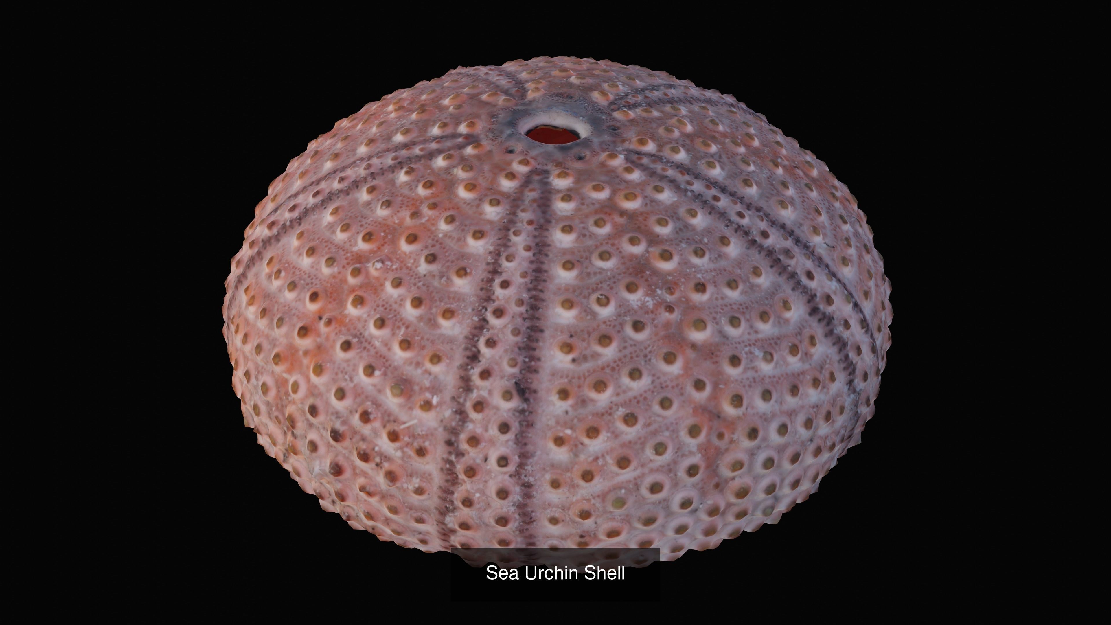 Sea and Ground Shells Pack 3D Model Collection_23