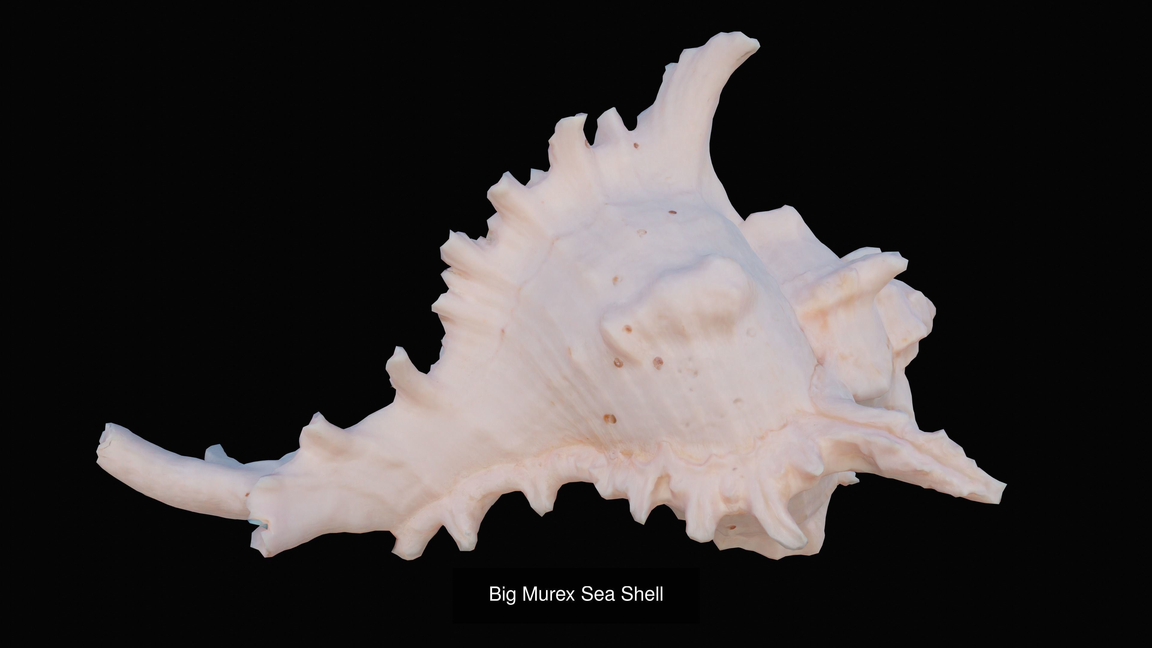 Sea and Ground Shells Pack 3D Model Collection_32