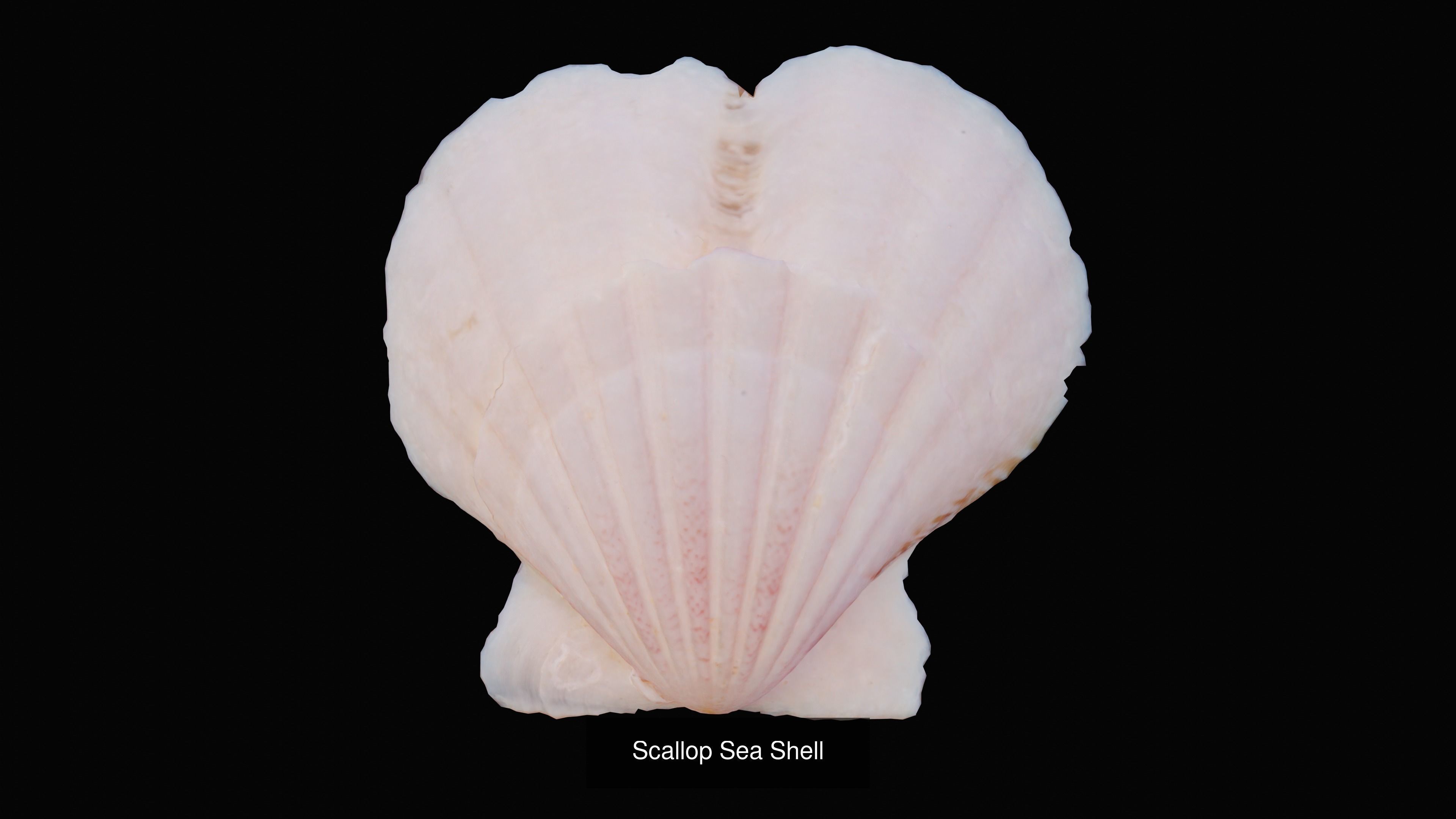 Sea and Ground Shells Pack 3D Model Collection_39