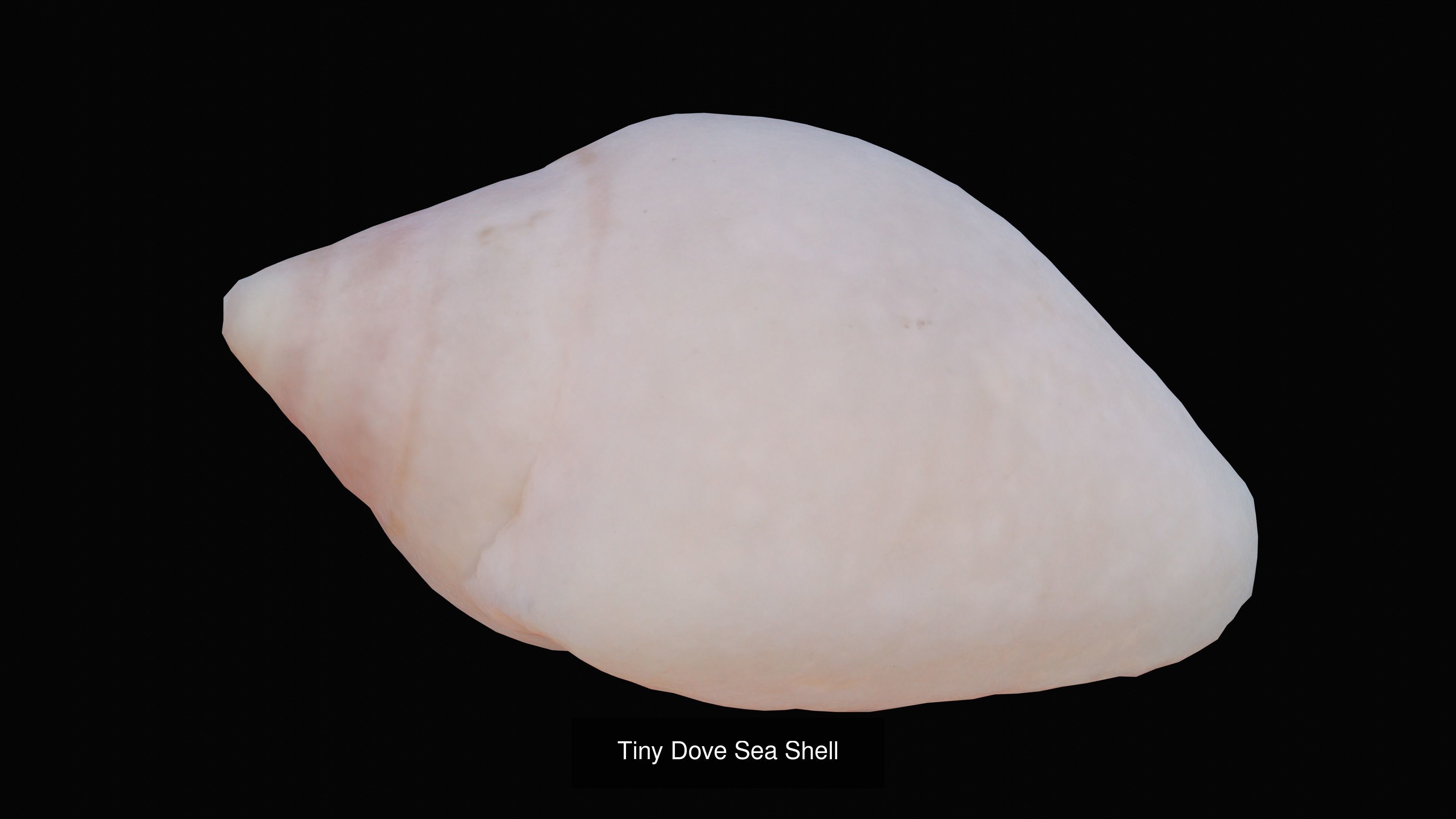 Sea and Ground Shells Pack 3D Model Collection_31