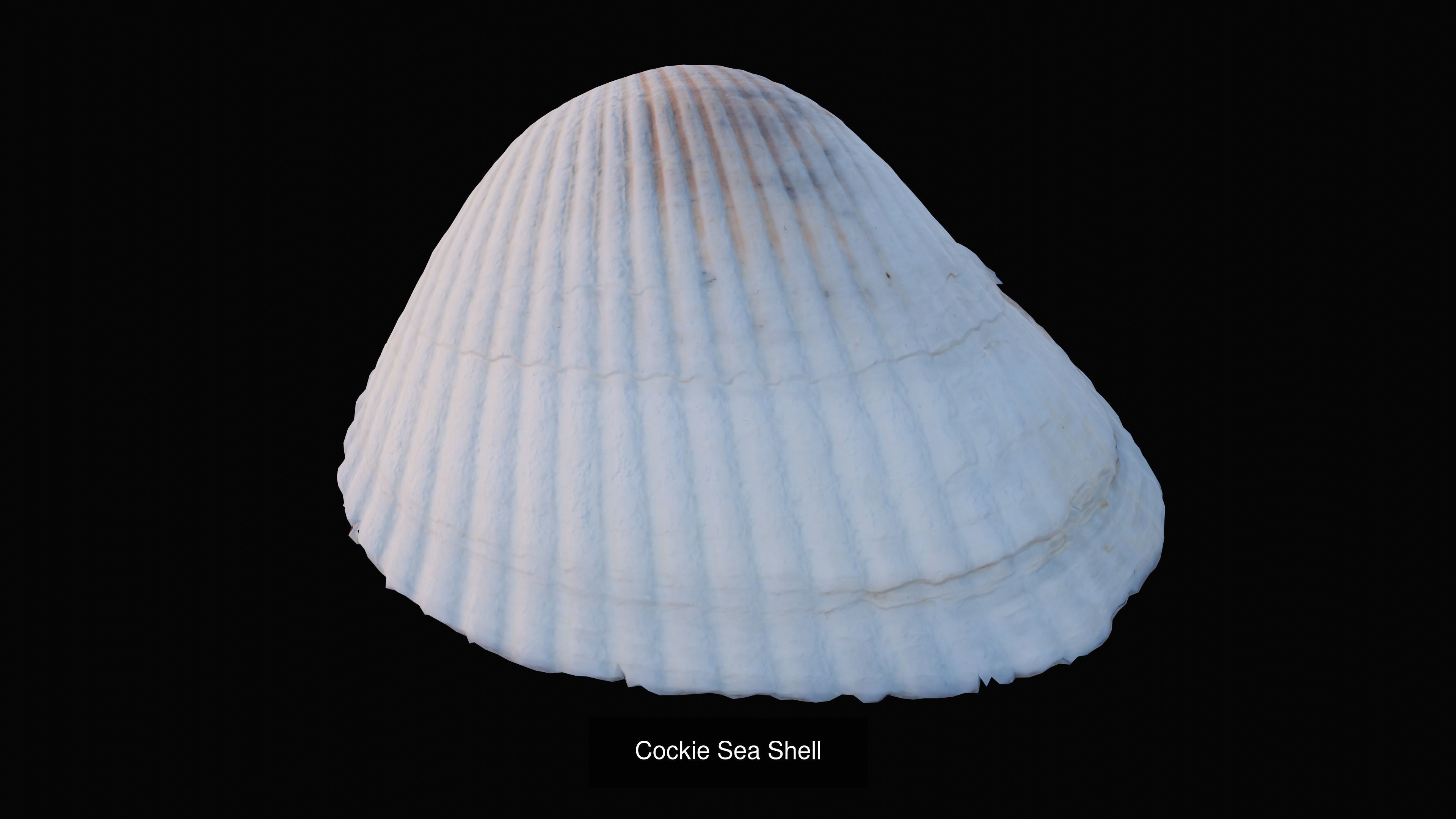 Sea and Ground Shells Pack 3D Model Collection_13