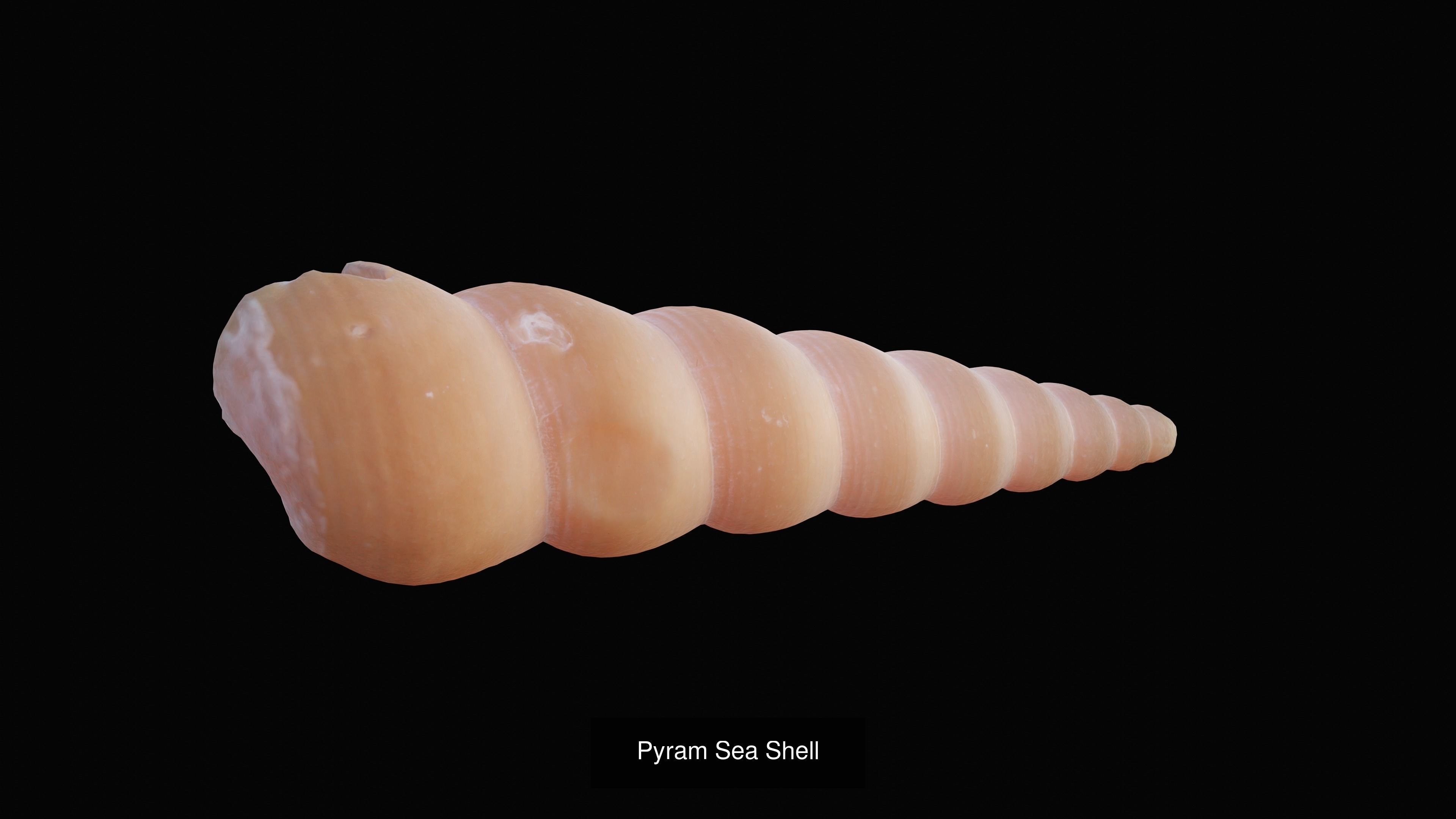 Sea and Ground Shells Pack 3D Model Collection_8