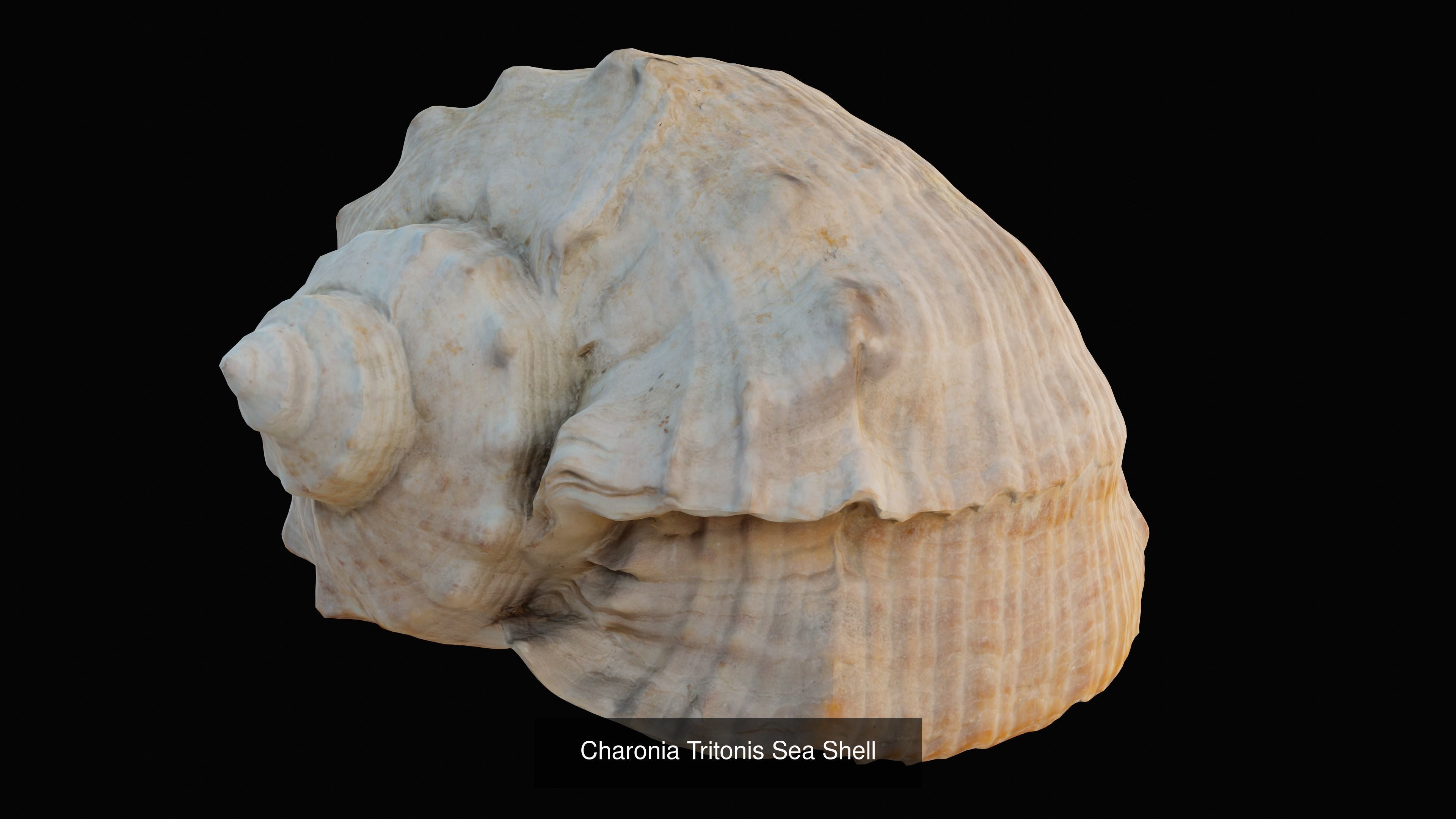 Sea and Ground Shells Pack 3D Model Collection_1