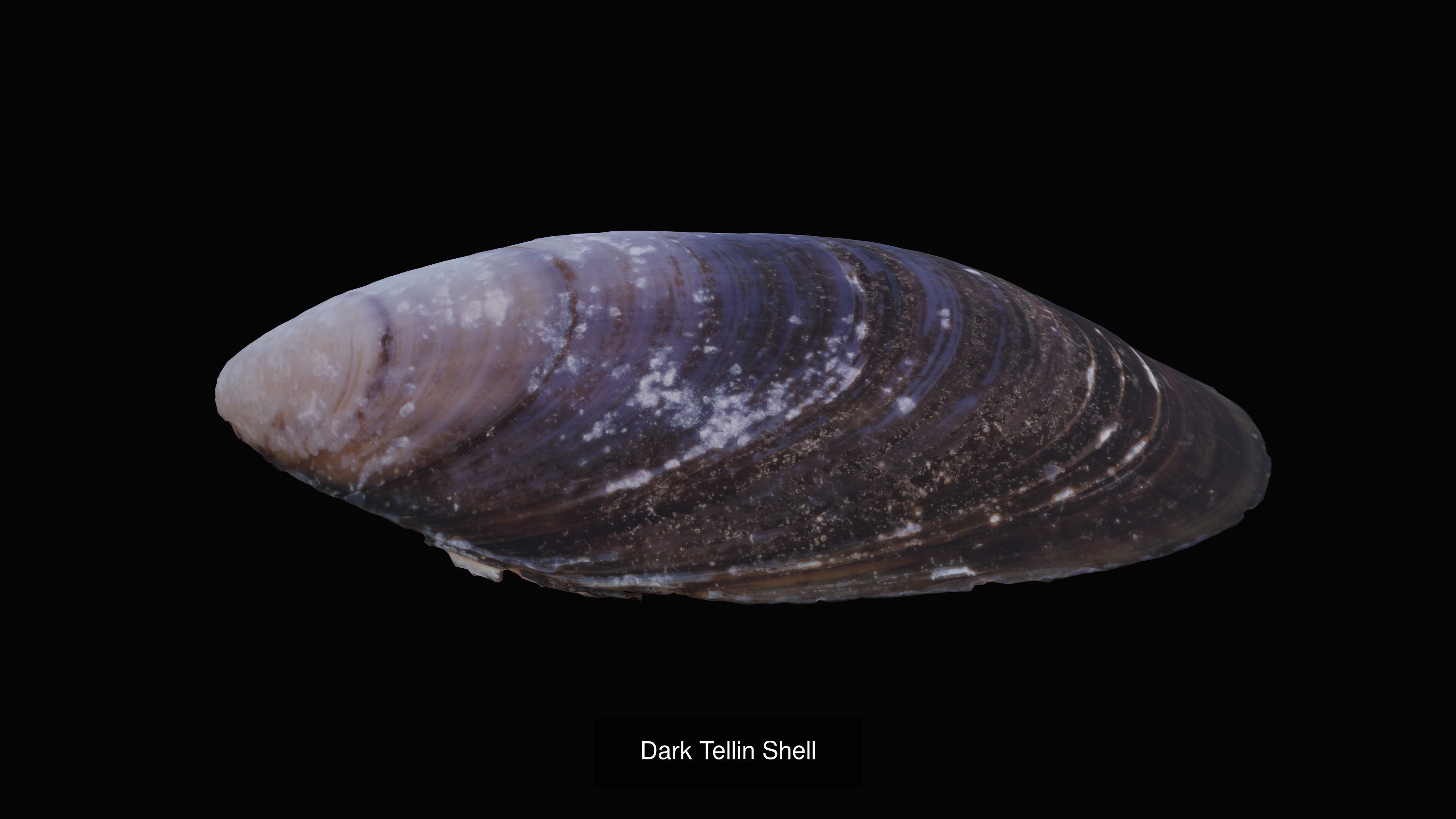 Sea and Ground Shells Pack 3D Model Collection_37