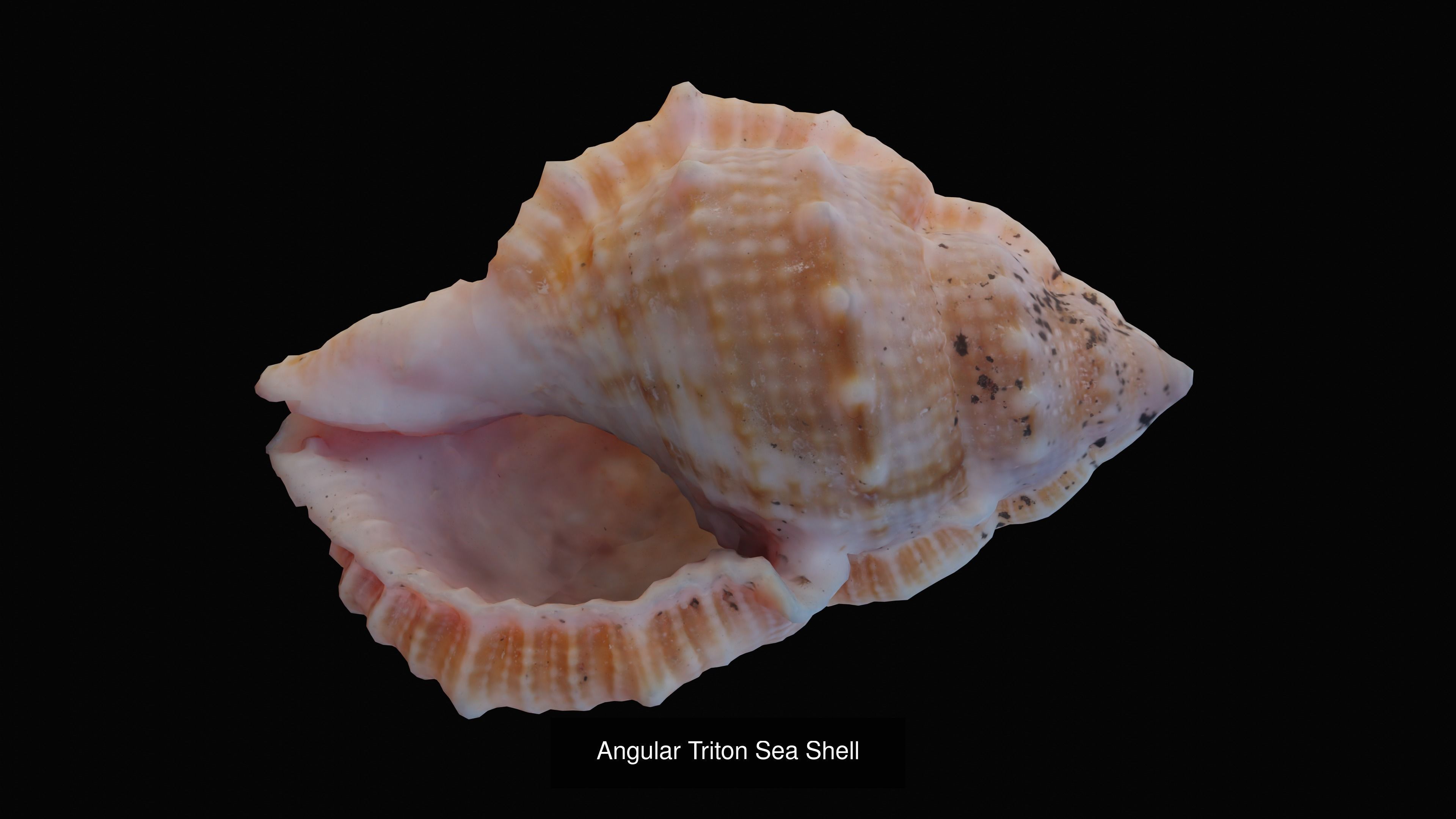 Sea and Ground Shells Pack 3D Model Collection_46