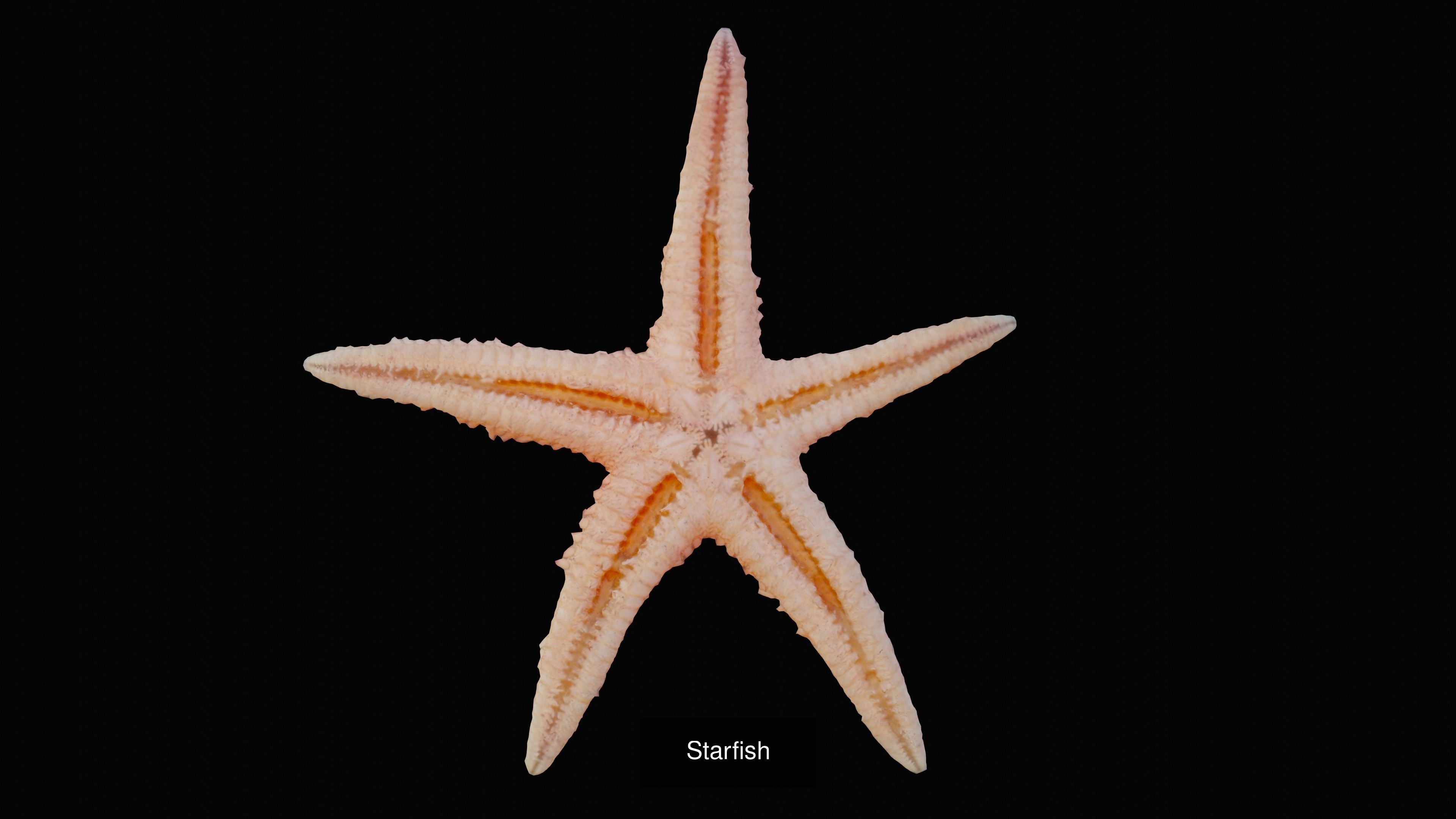 Sea and Ground Shells Pack 3D Model Collection_34