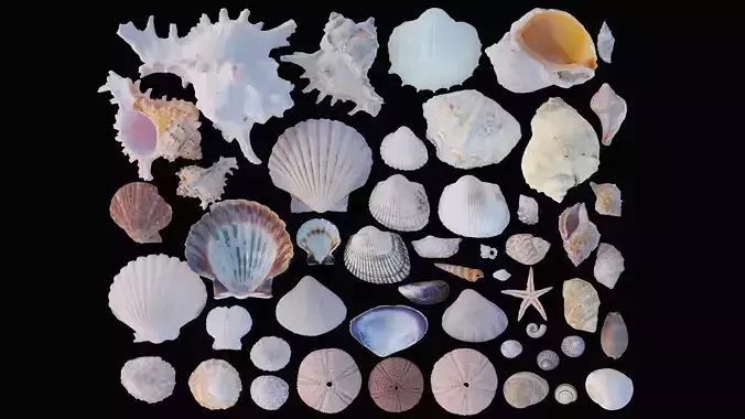 Sea and Ground Shells Pack 3D Model Collection