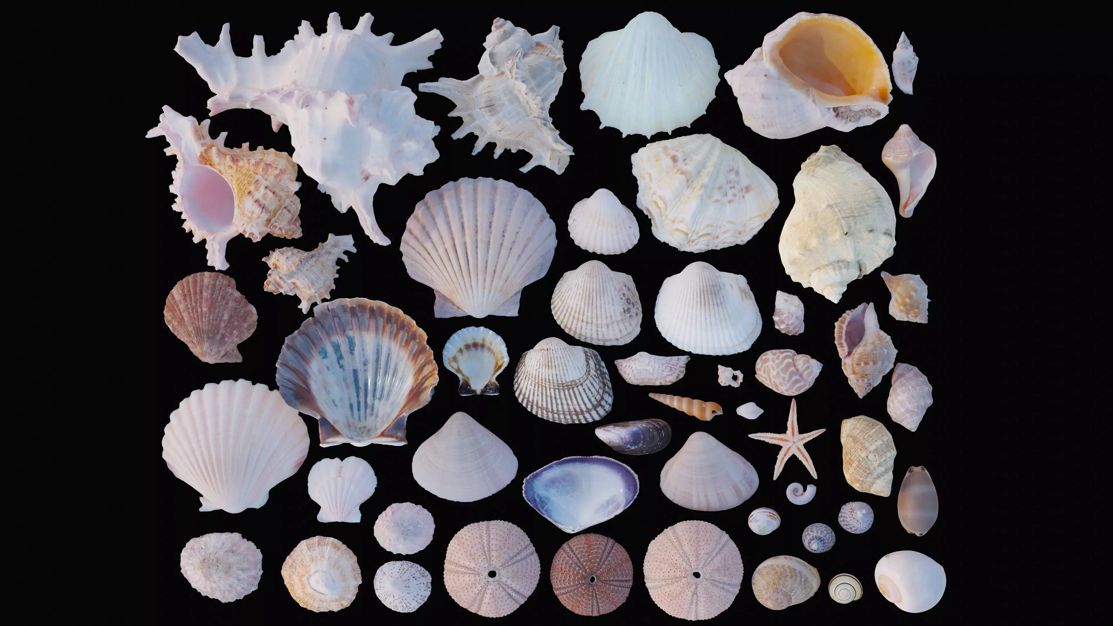 Sea and Ground Shells Pack 3D Model Collection_0