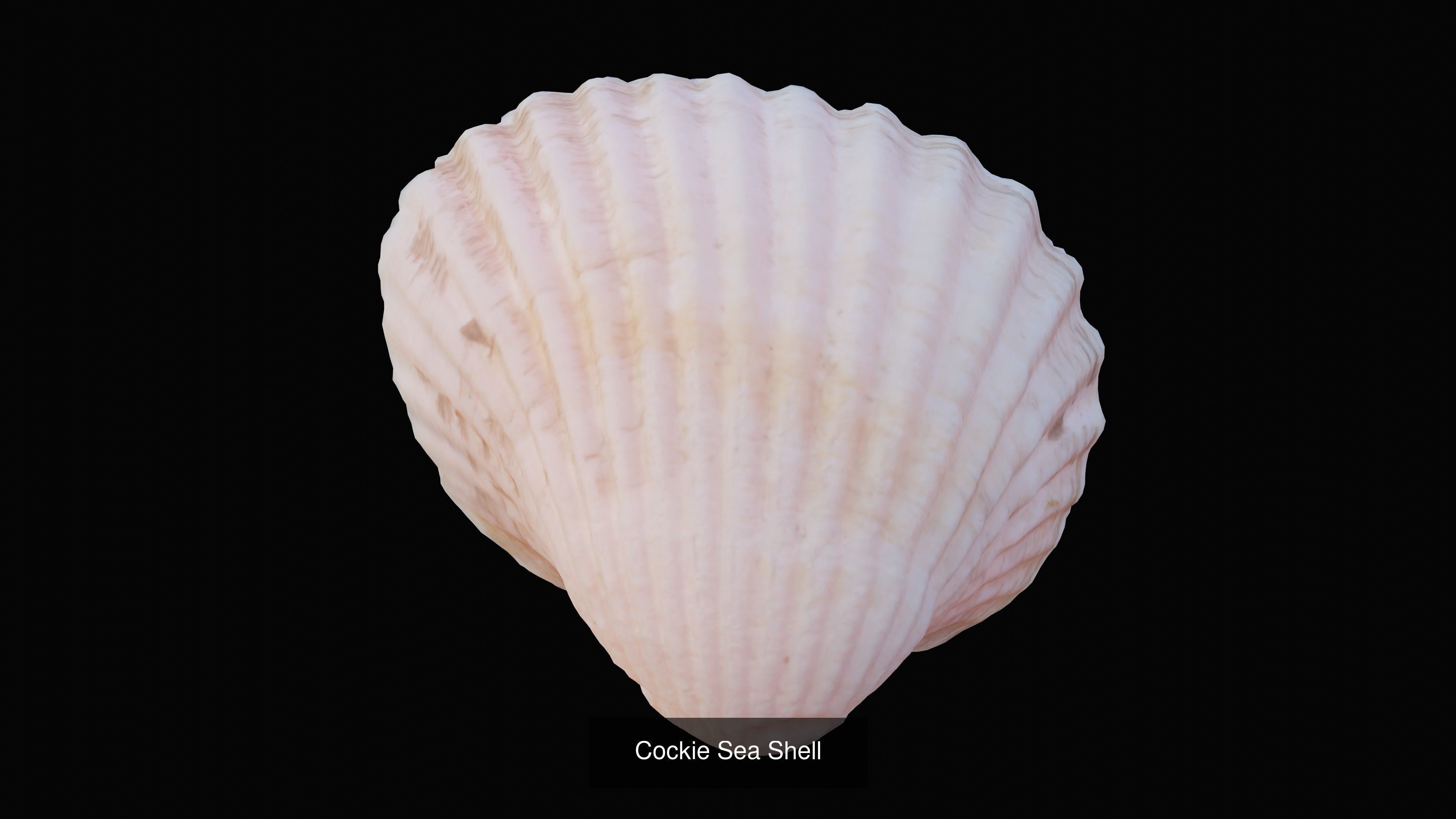 Sea and Ground Shells Pack 3D Model Collection_43