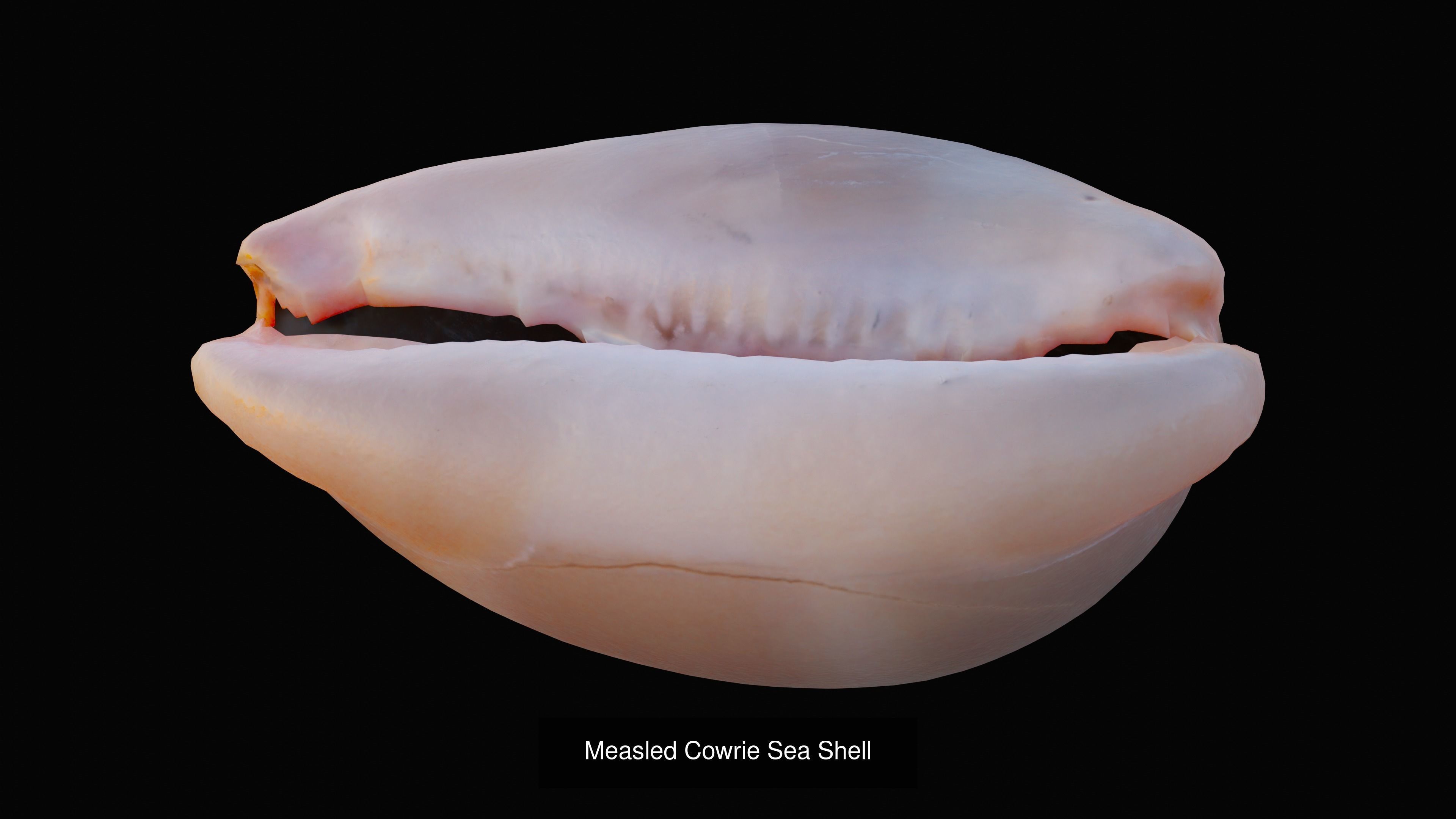 Sea and Ground Shells Pack 3D Model Collection_19