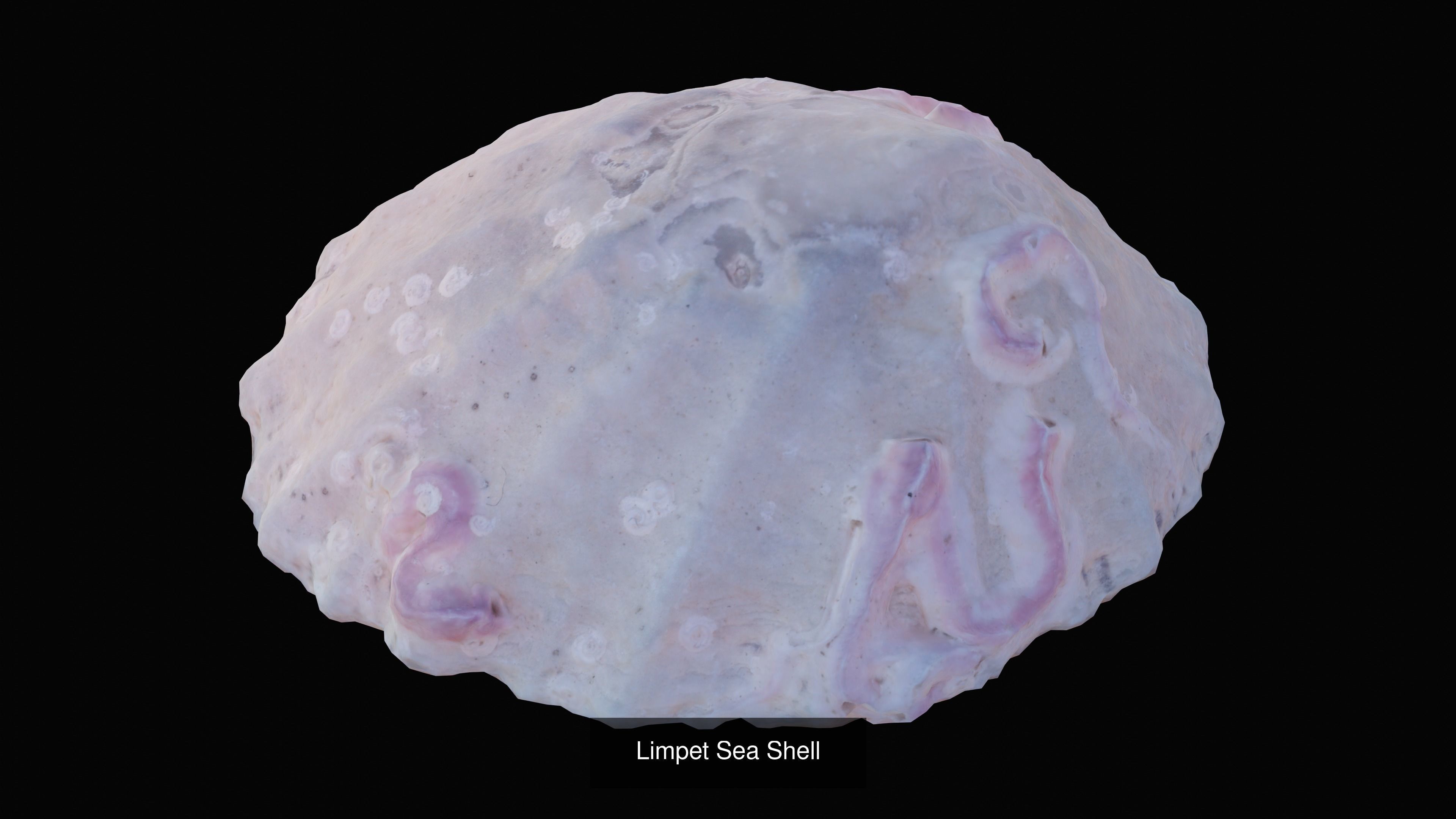 Sea and Ground Shells Pack 3D Model Collection_30