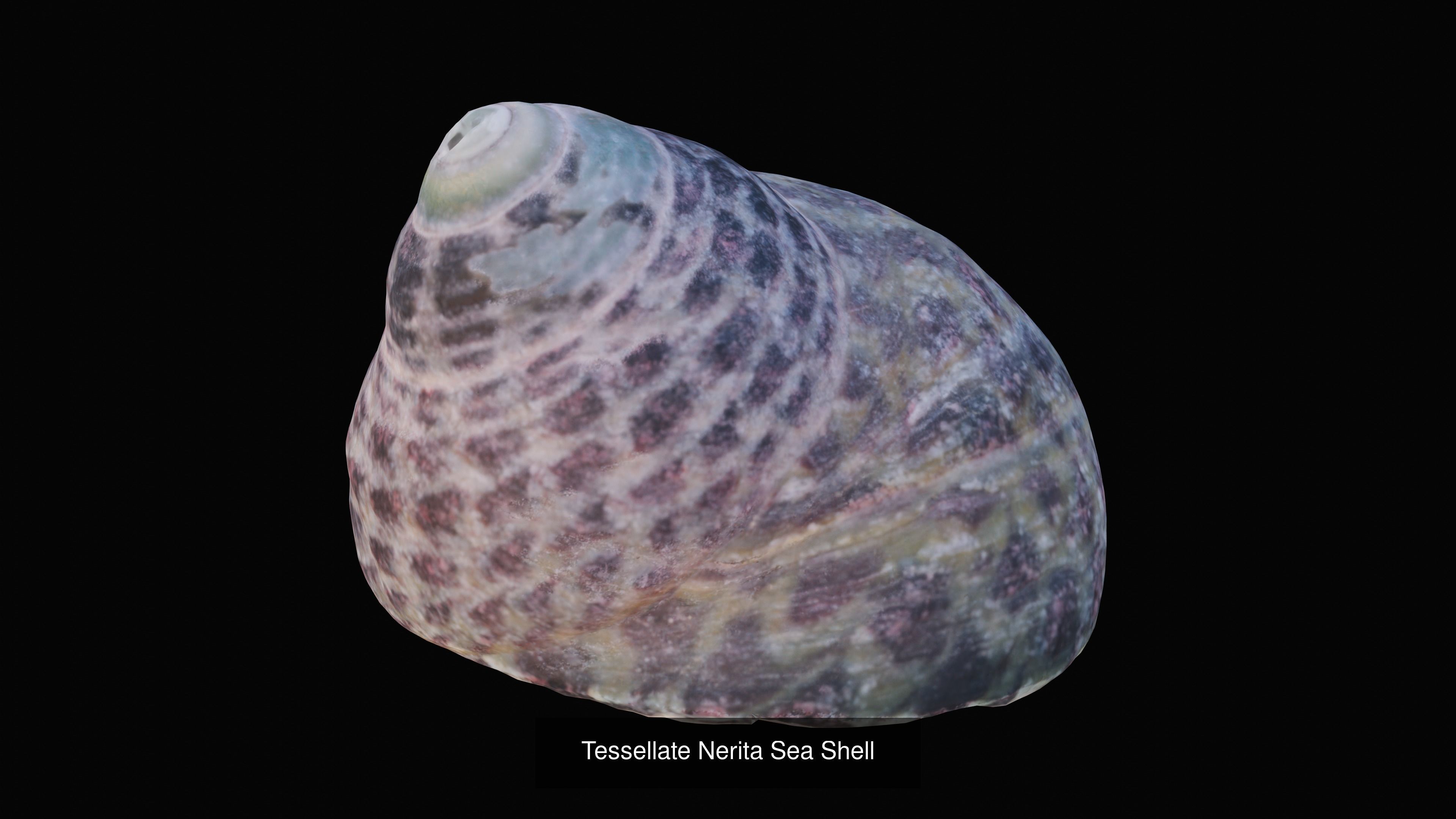 Sea and Ground Shells Pack 3D Model Collection_50