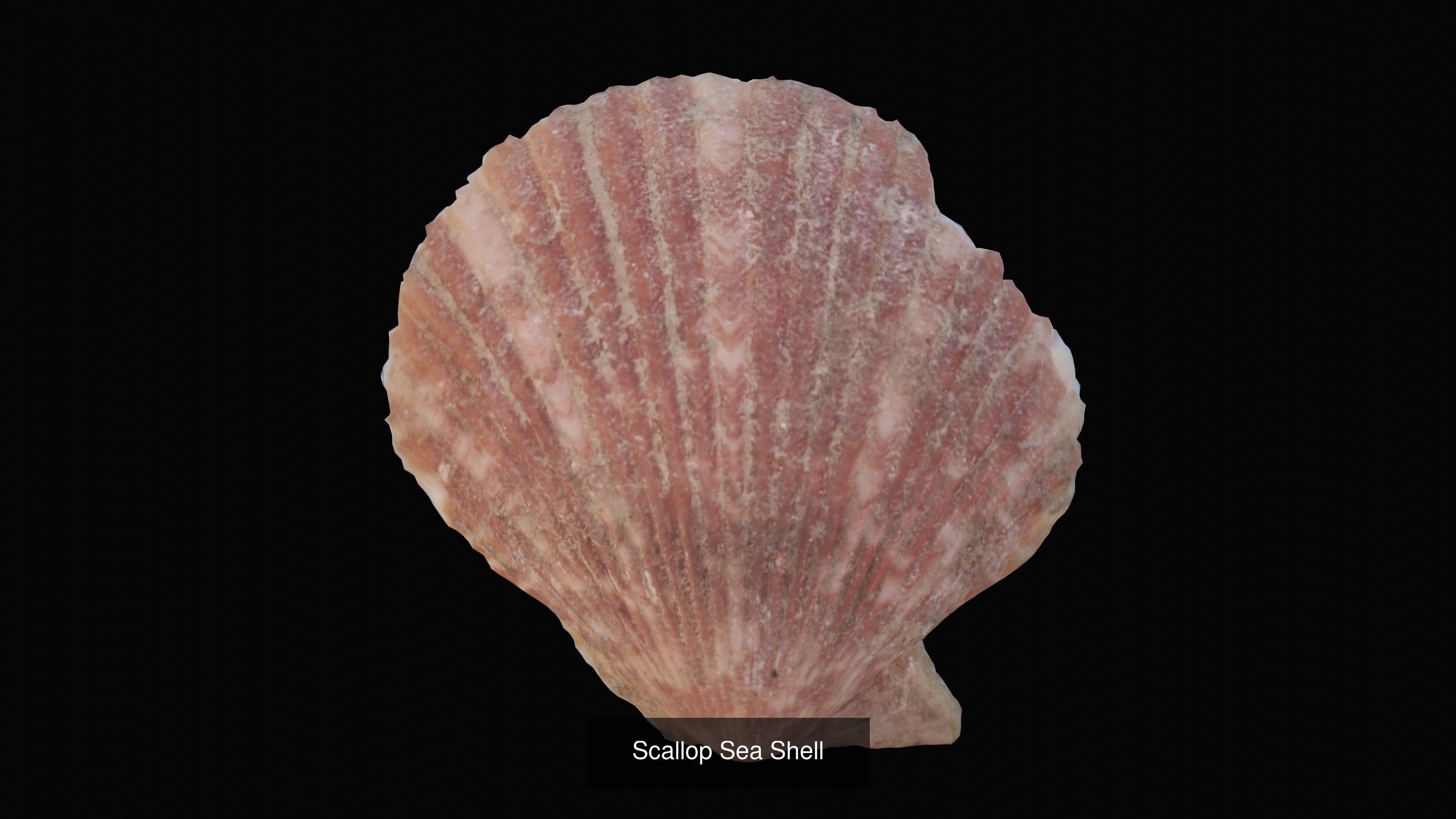 Sea and Ground Shells Pack 3D Model Collection_18