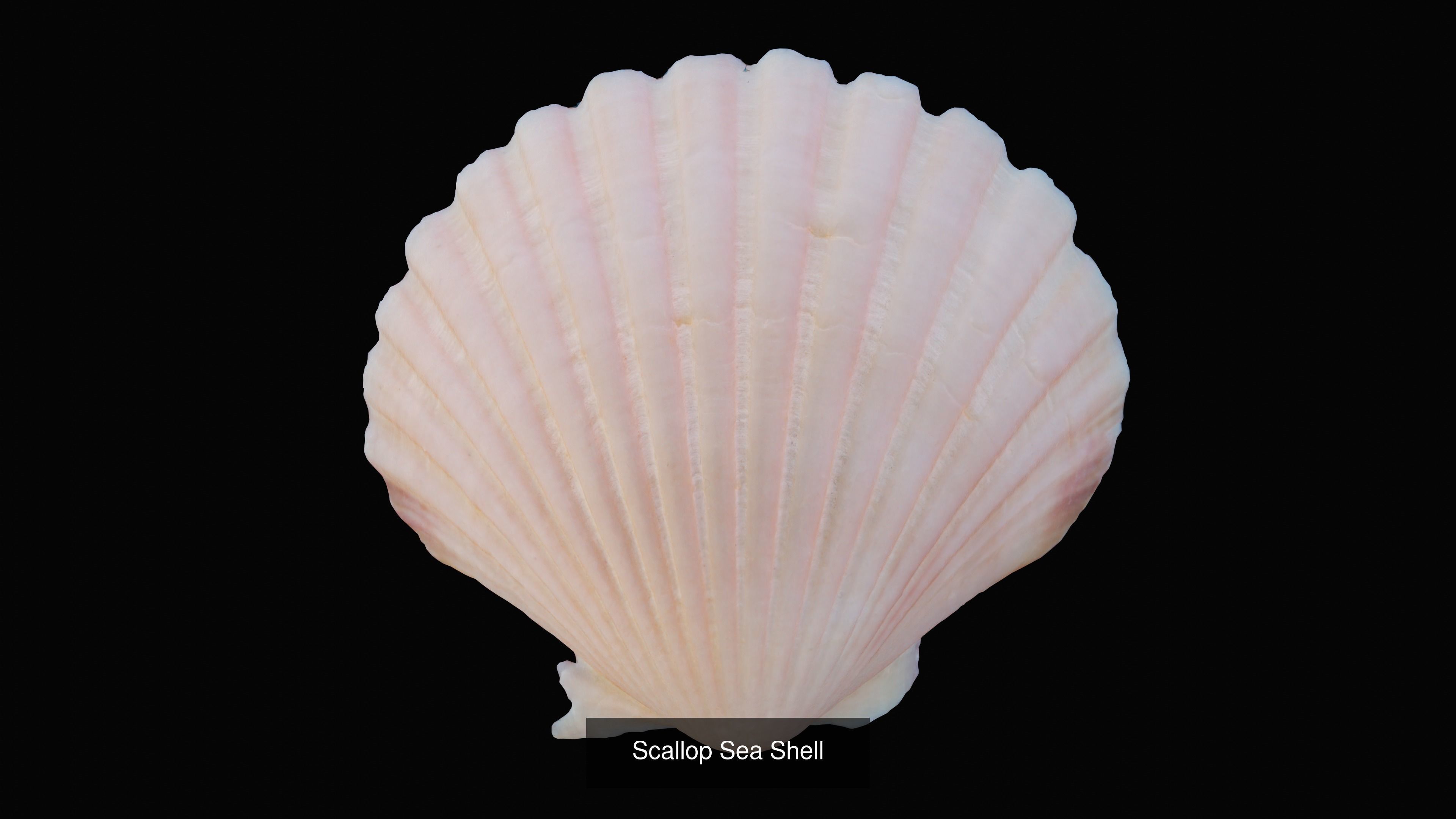 Sea and Ground Shells Pack 3D Model Collection_20