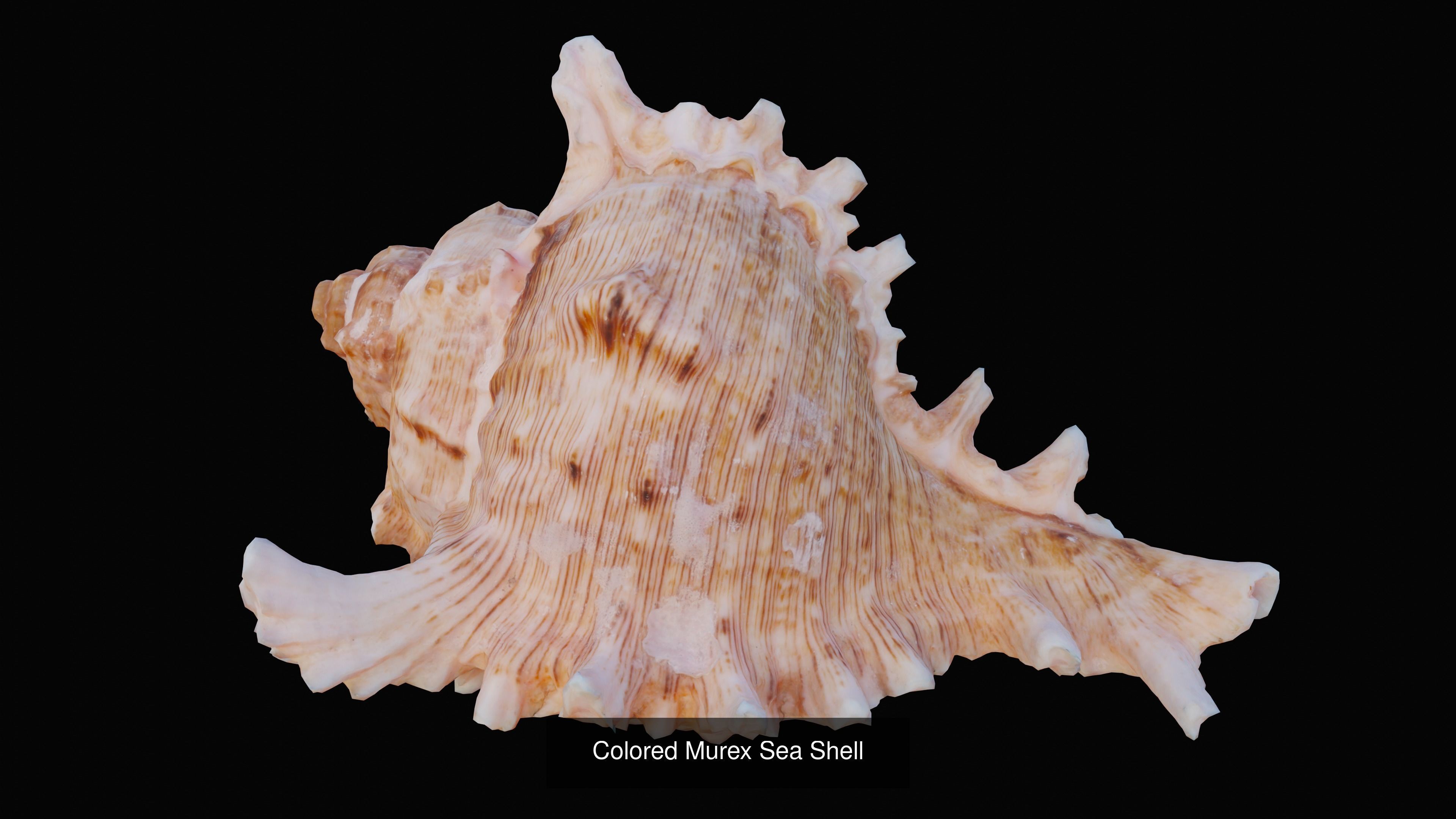 Sea and Ground Shells Pack 3D Model Collection_33