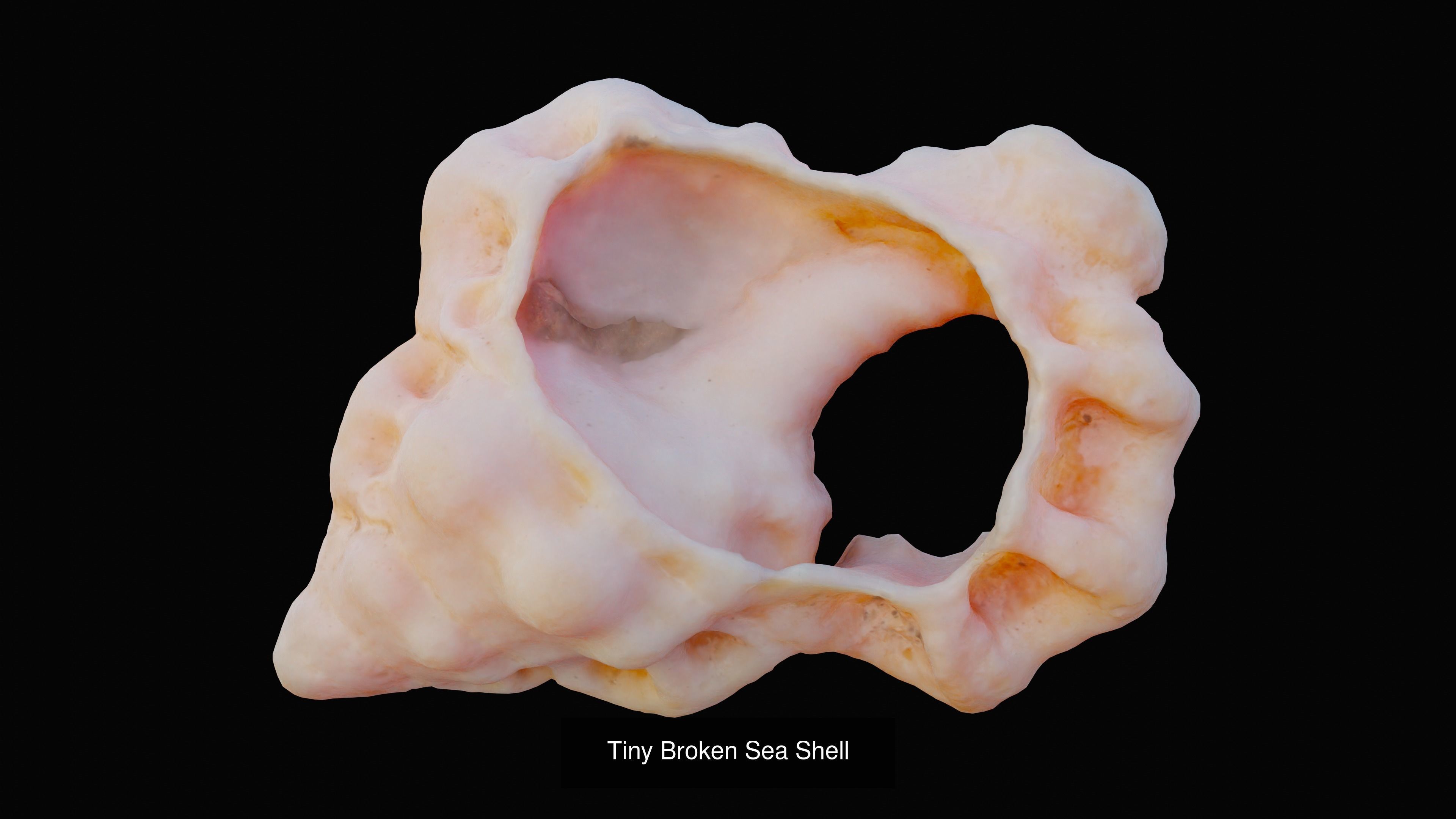 Sea and Ground Shells Pack 3D Model Collection_26