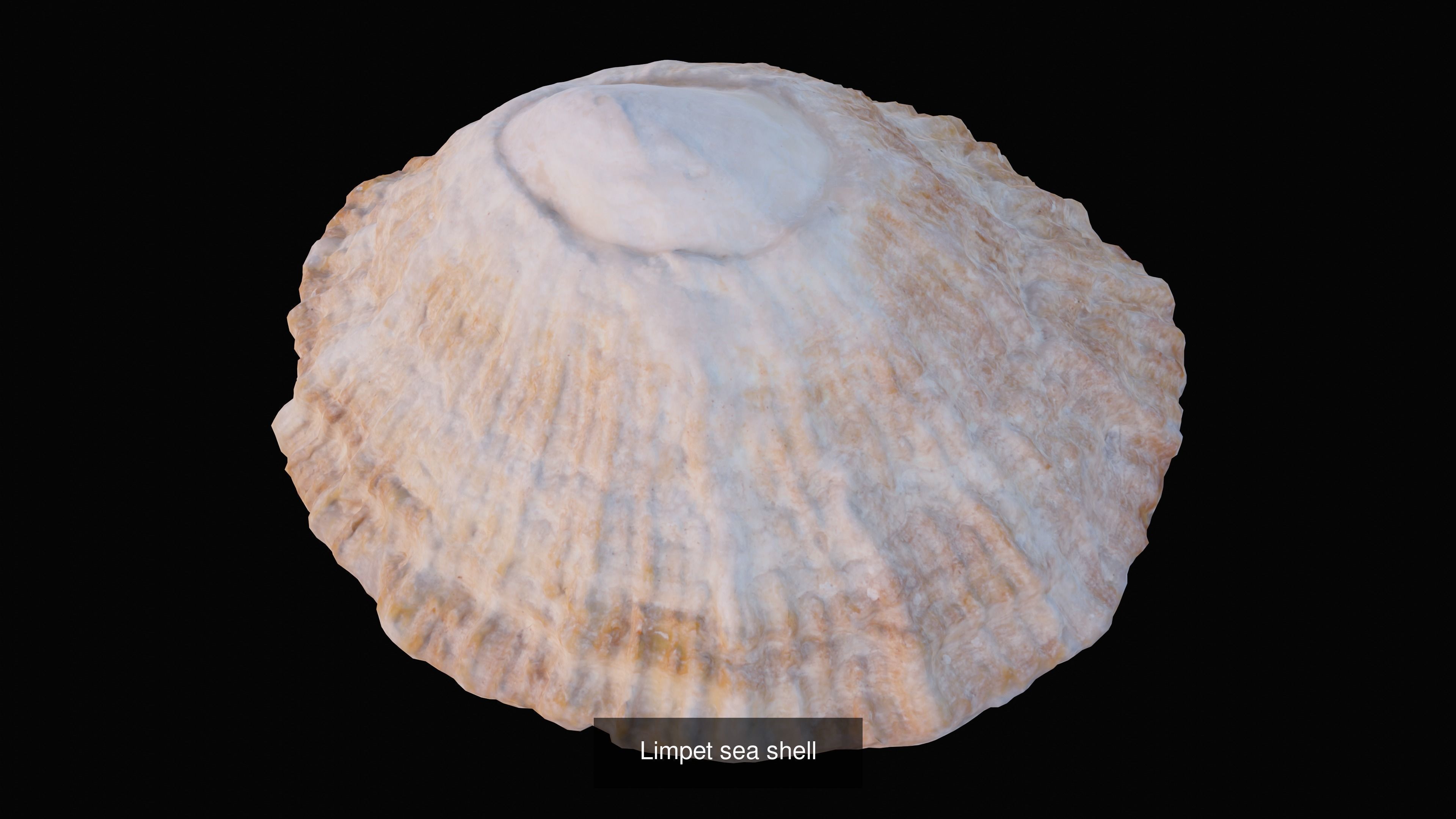 Sea and Ground Shells Pack 3D Model Collection_2