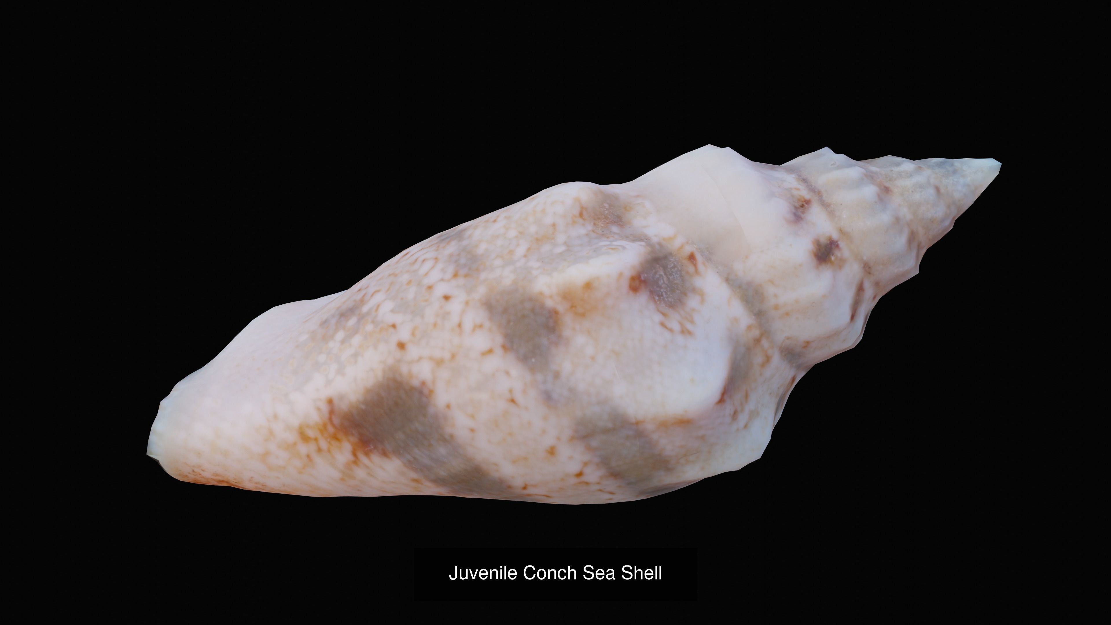 Sea and Ground Shells Pack 3D Model Collection_42