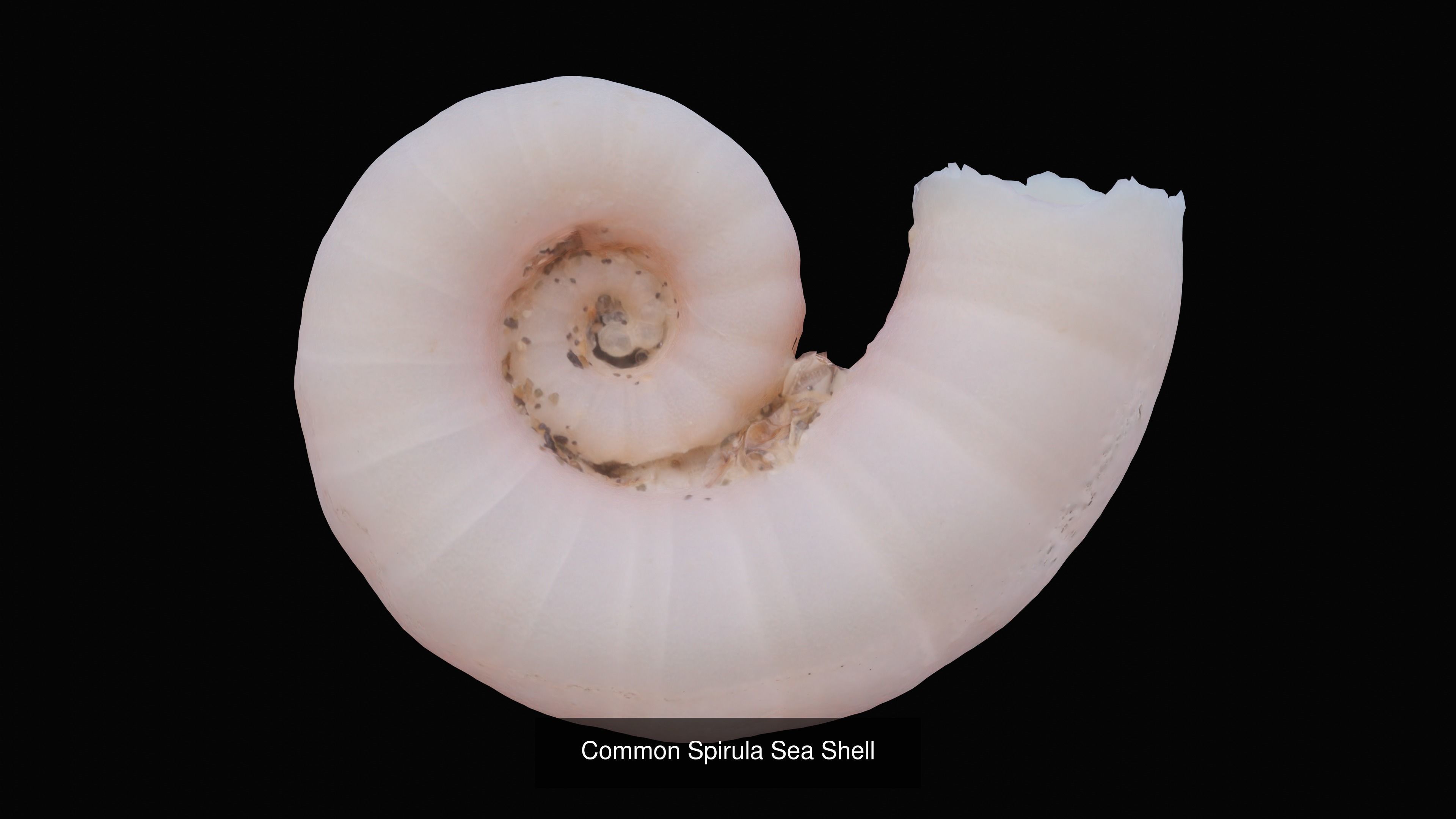 Sea and Ground Shells Pack 3D Model Collection_16