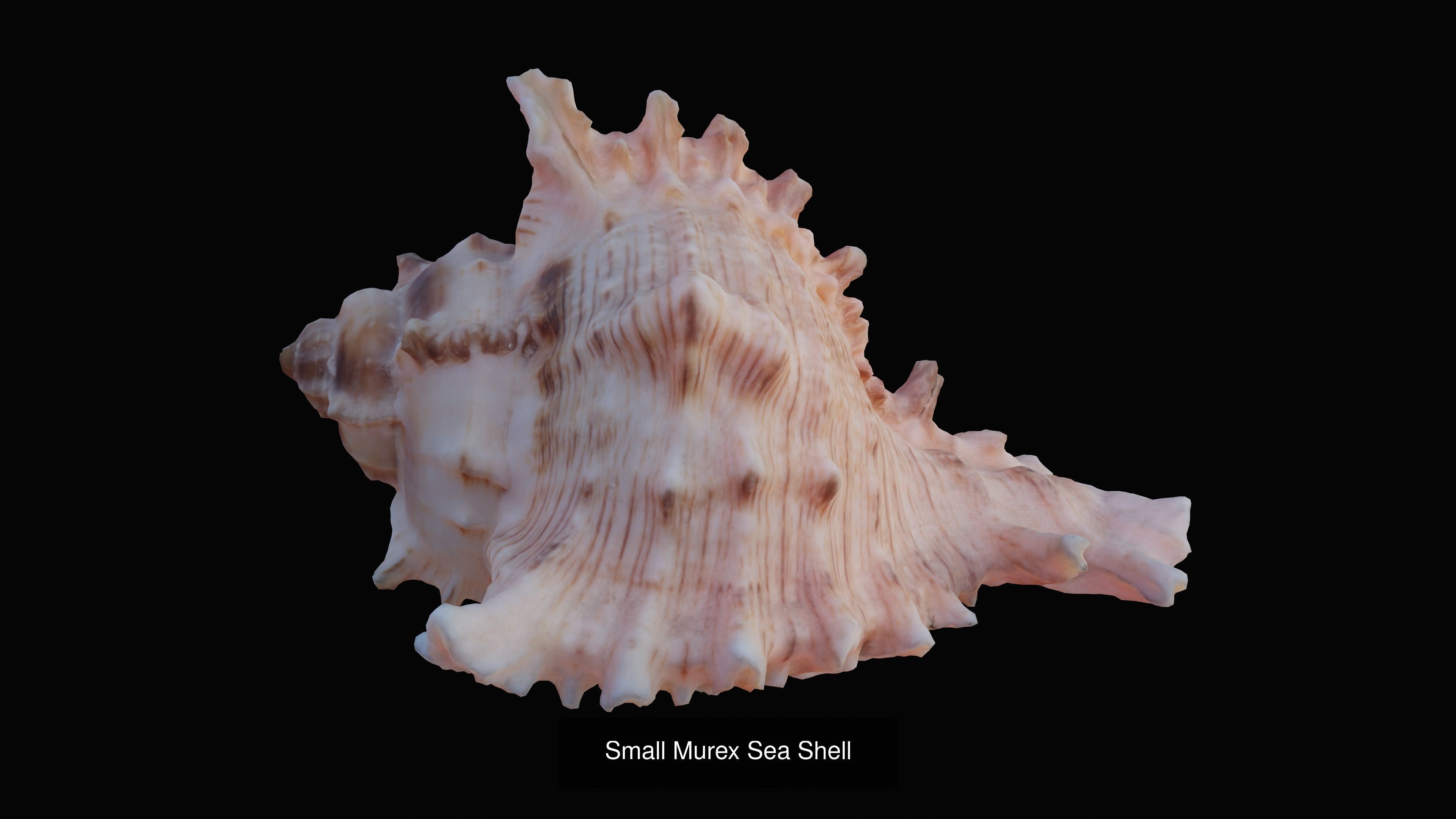 Sea and Ground Shells Pack 3D Model Collection_6