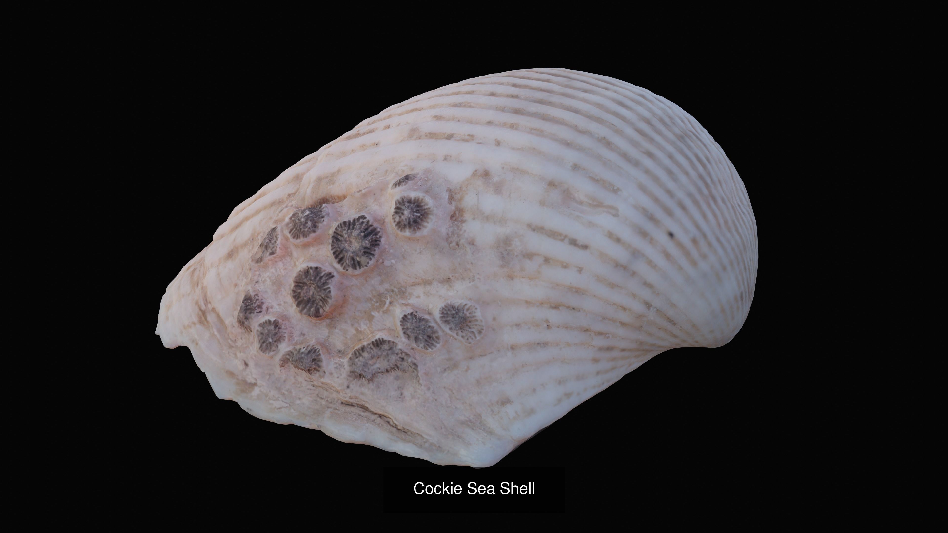 Sea and Ground Shells Pack 3D Model Collection_14